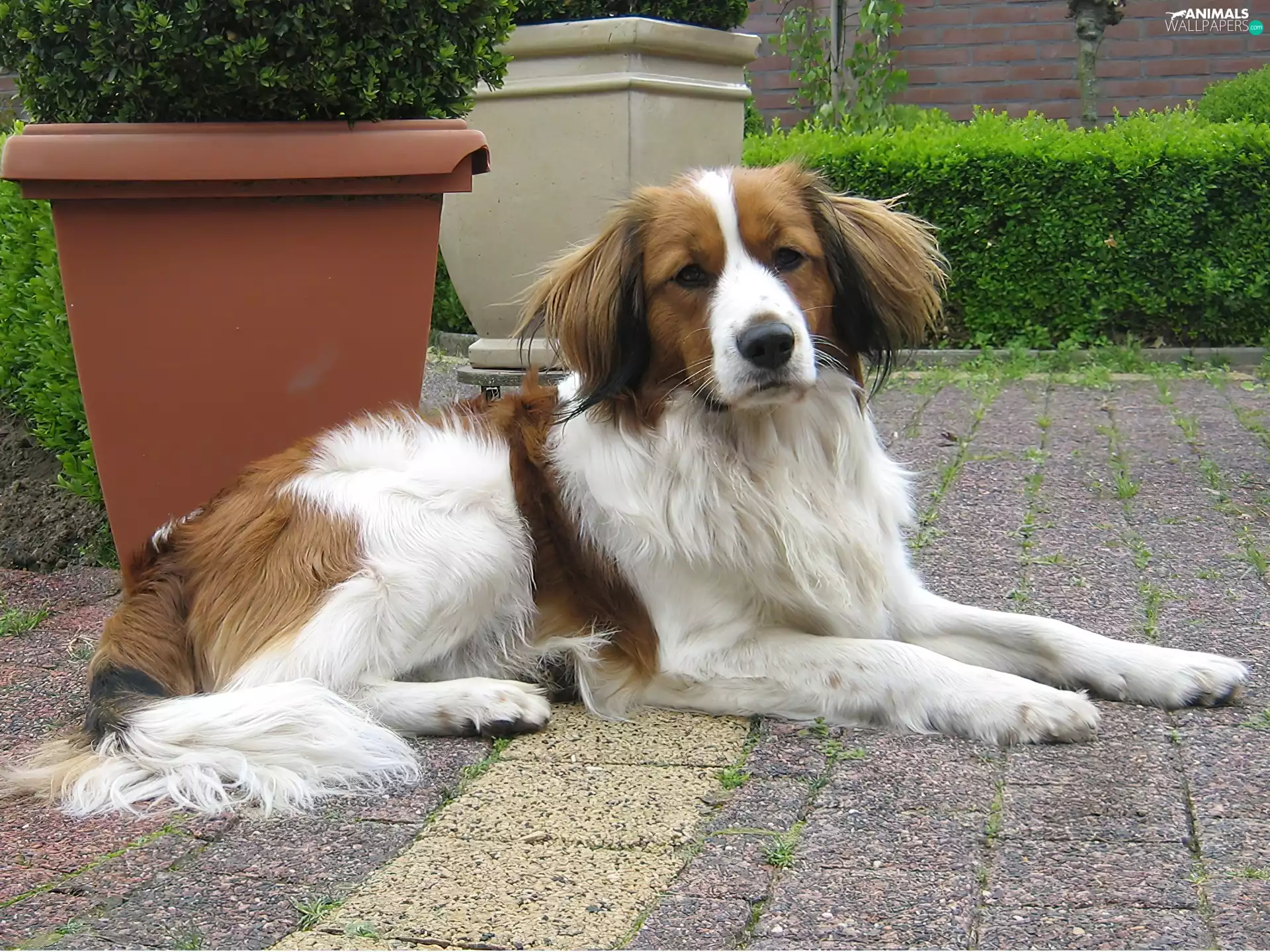 pots, Alpine Dutch, Kooikerhondje