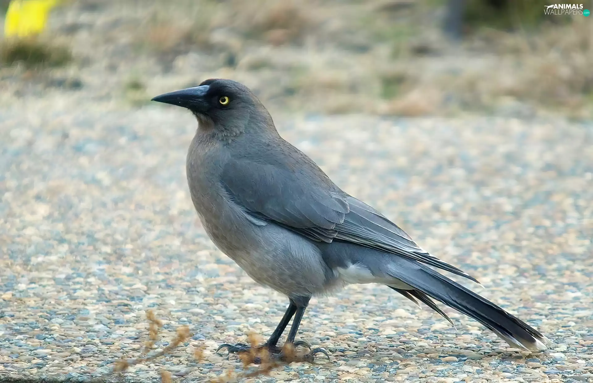 Bird, dark, feather, Kurawonga