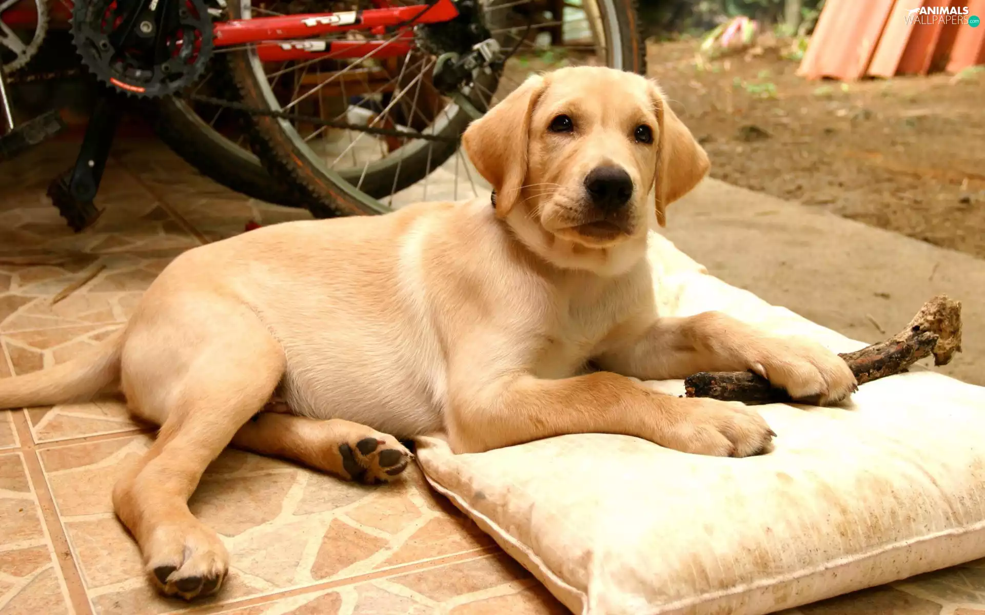 Labrador, Beatyfull, beige
