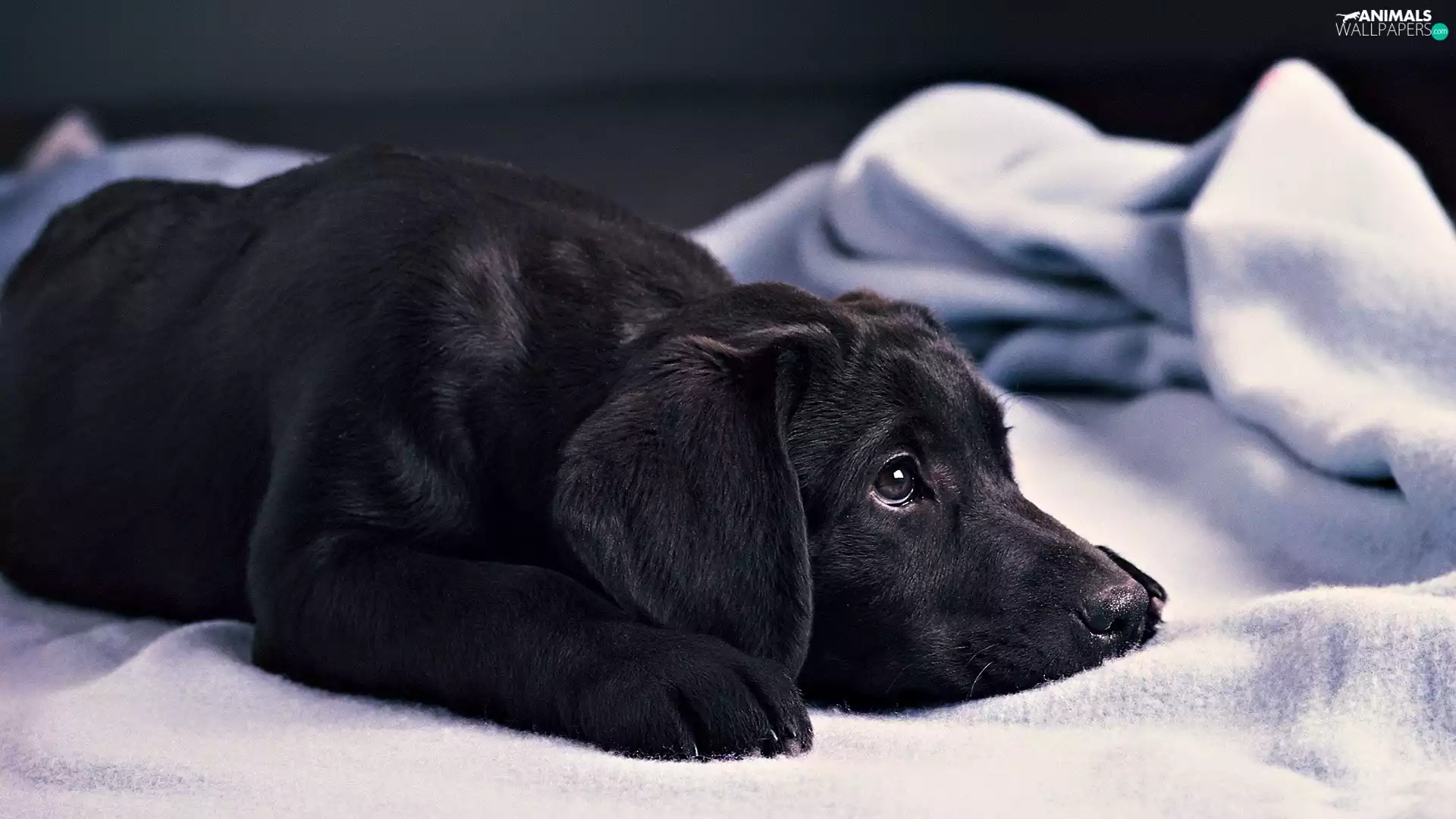 Labrador, sad, Black