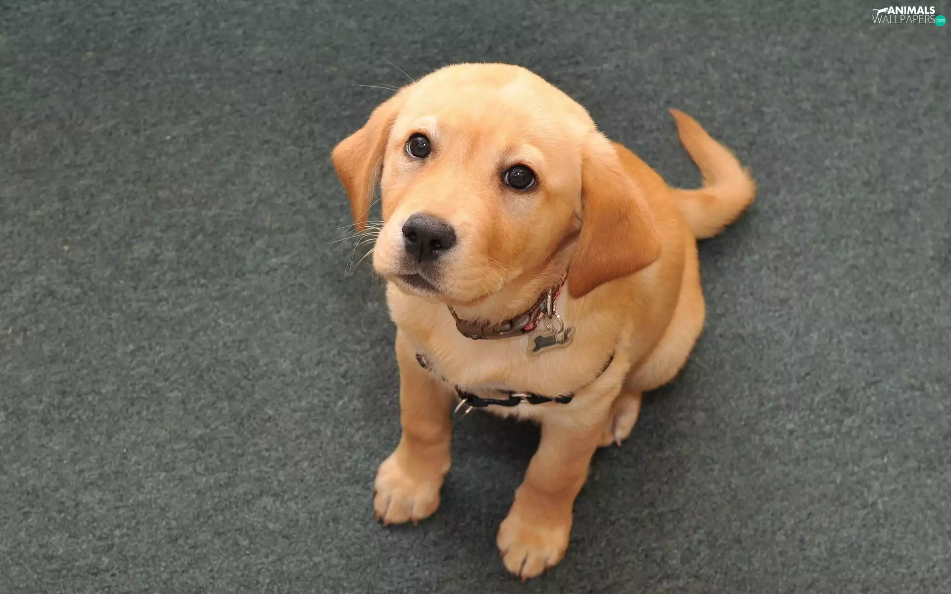 Sponge, dog-collar, Labrador Retriever, doggy