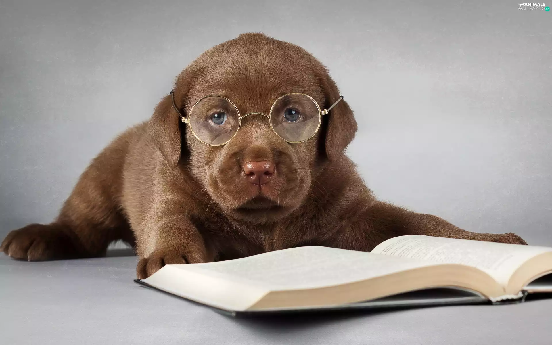 Puppy, Glasses, Book, Labrador