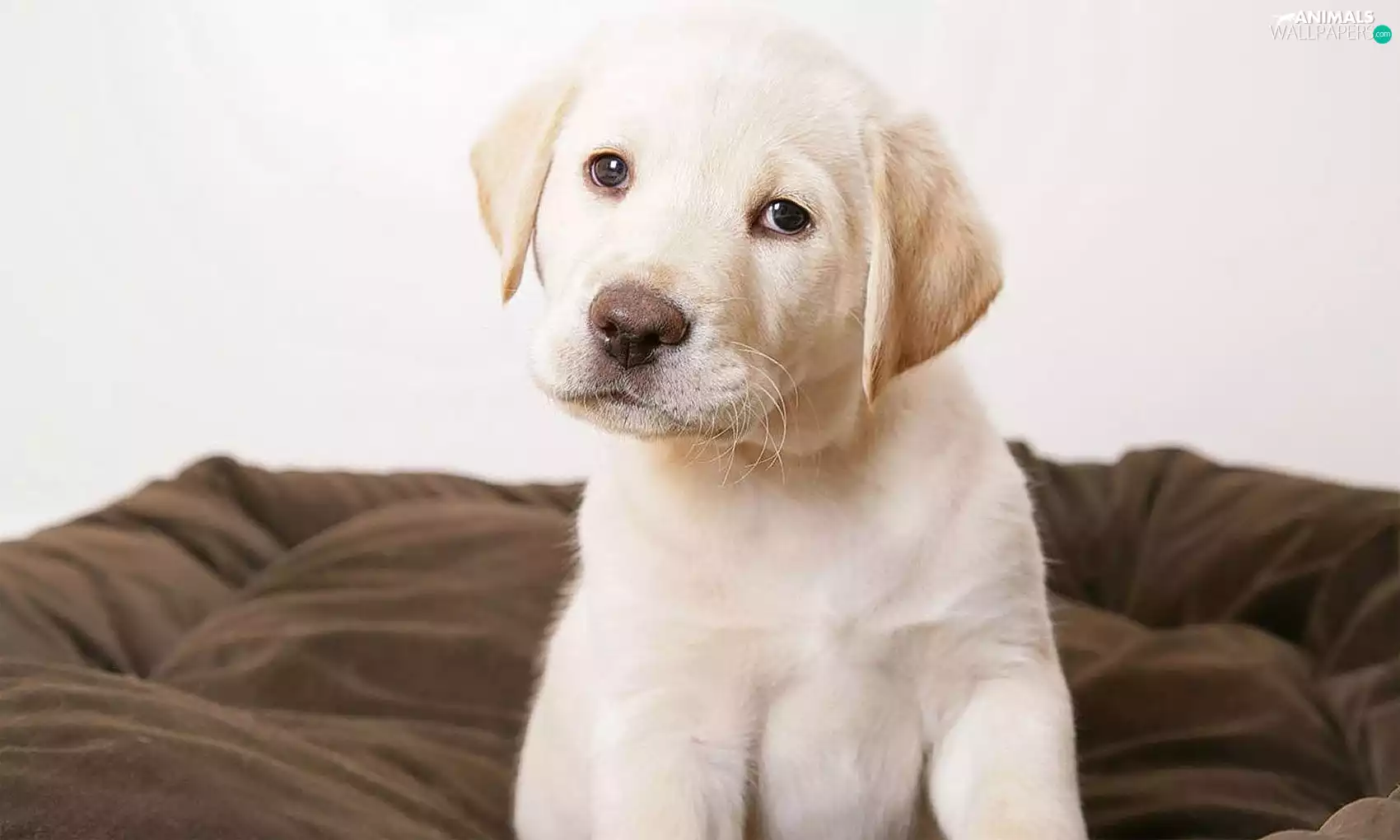 Labrador Retriever, Puppy