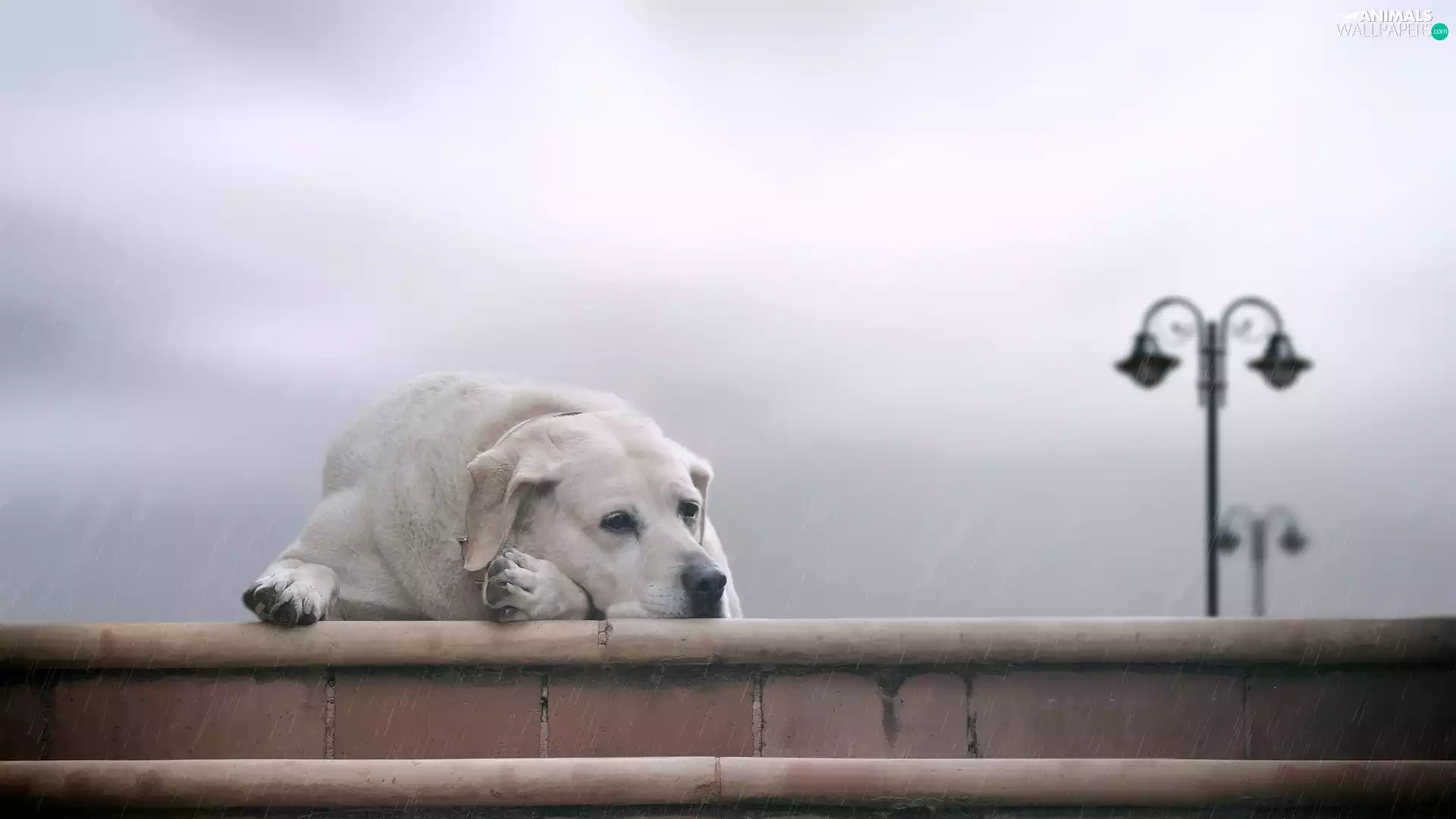 dog, Labrador, Rain, sad, Stairs