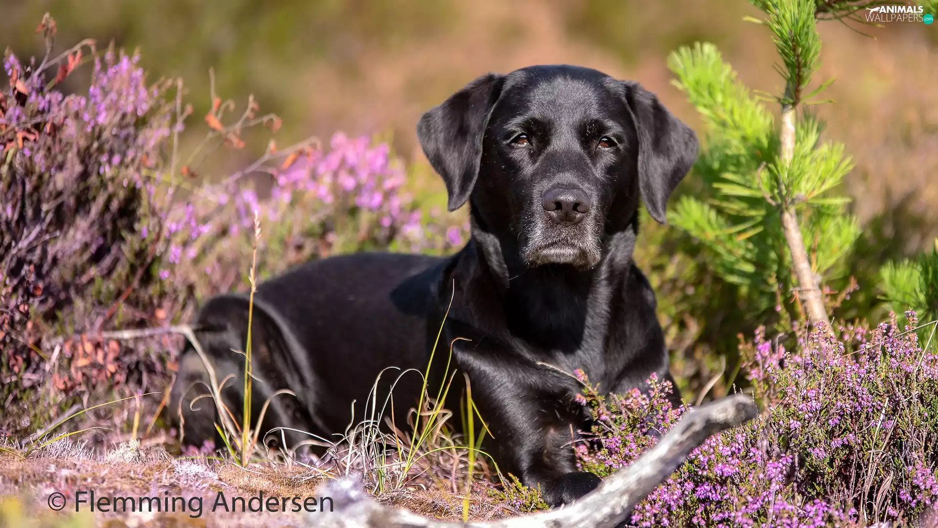dog, Labrador Retriever, heathers, Black