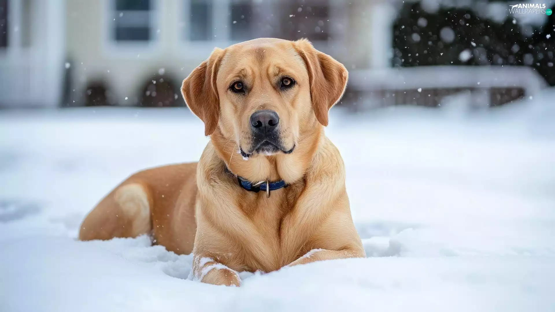 lying, Labrador Retriever, snow, dog