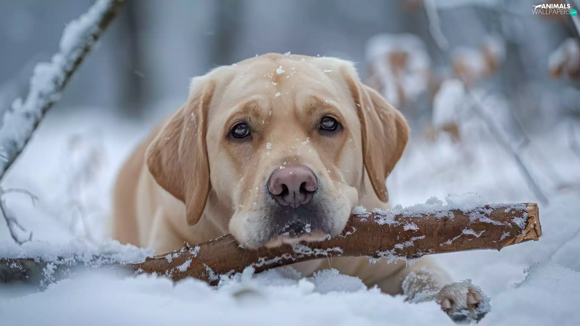lying, Labrador Retriever, snow, dog