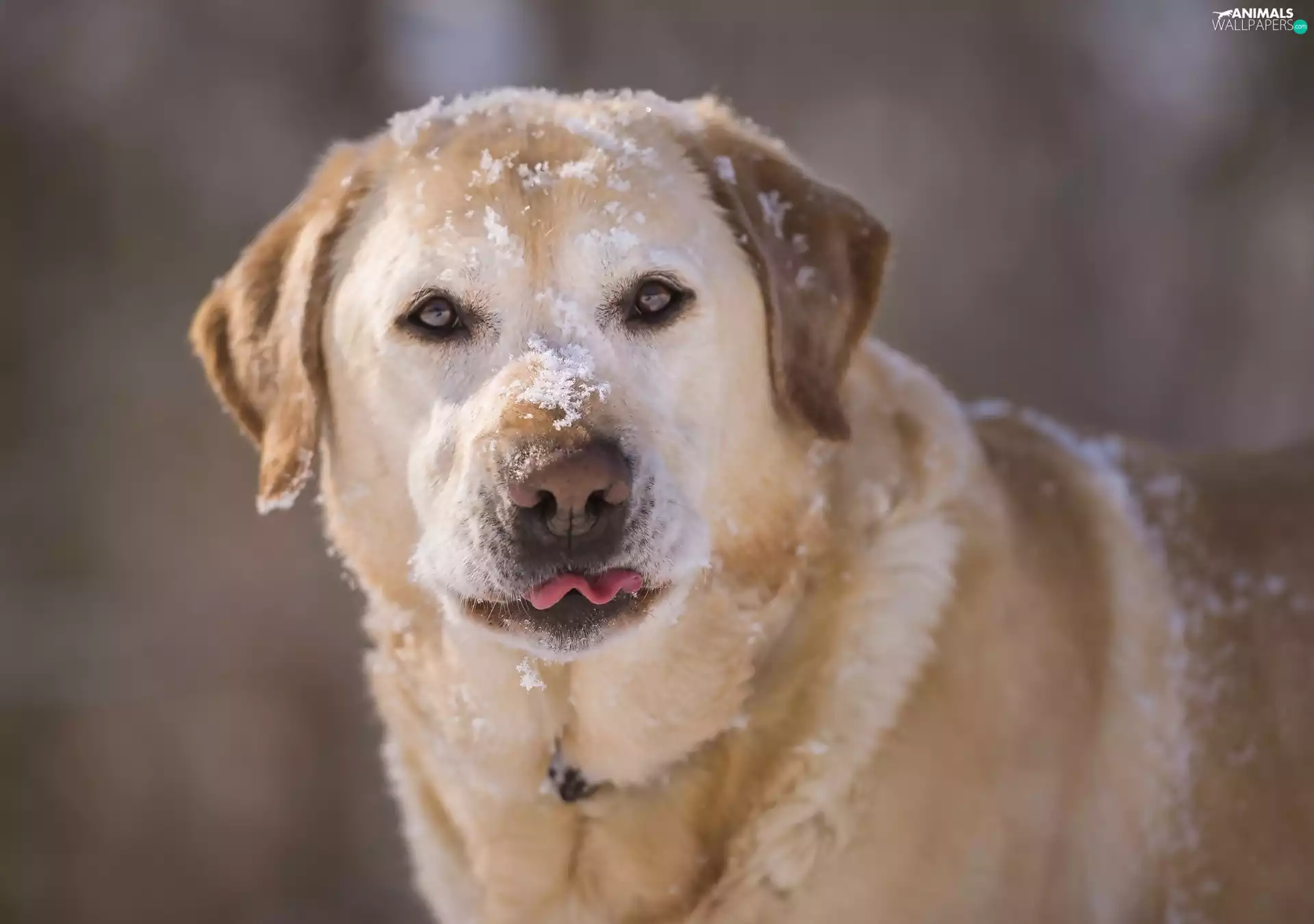 Labrador Retriever, snow