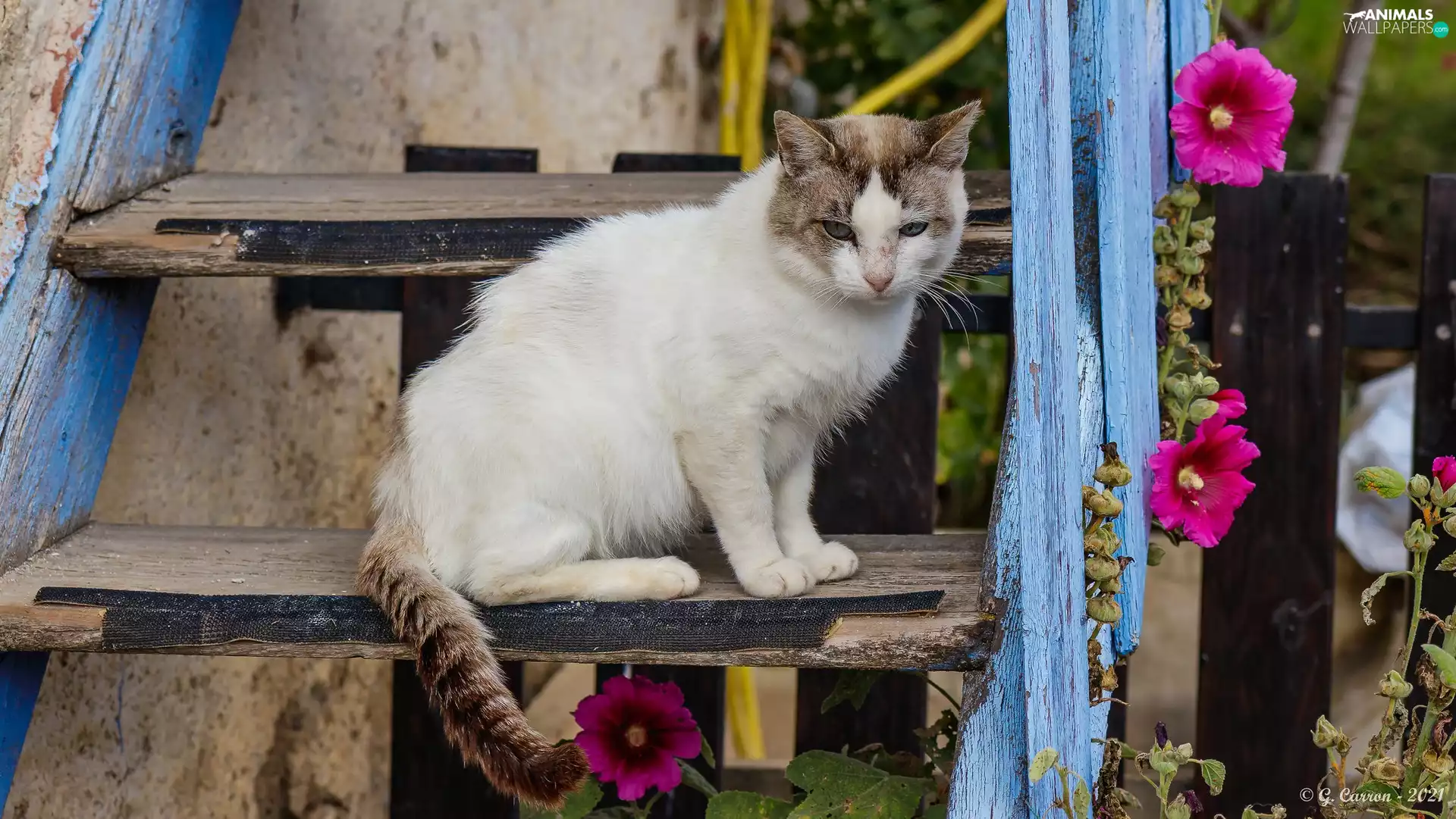 cat, Flowers, Hollyhocks, Ladder