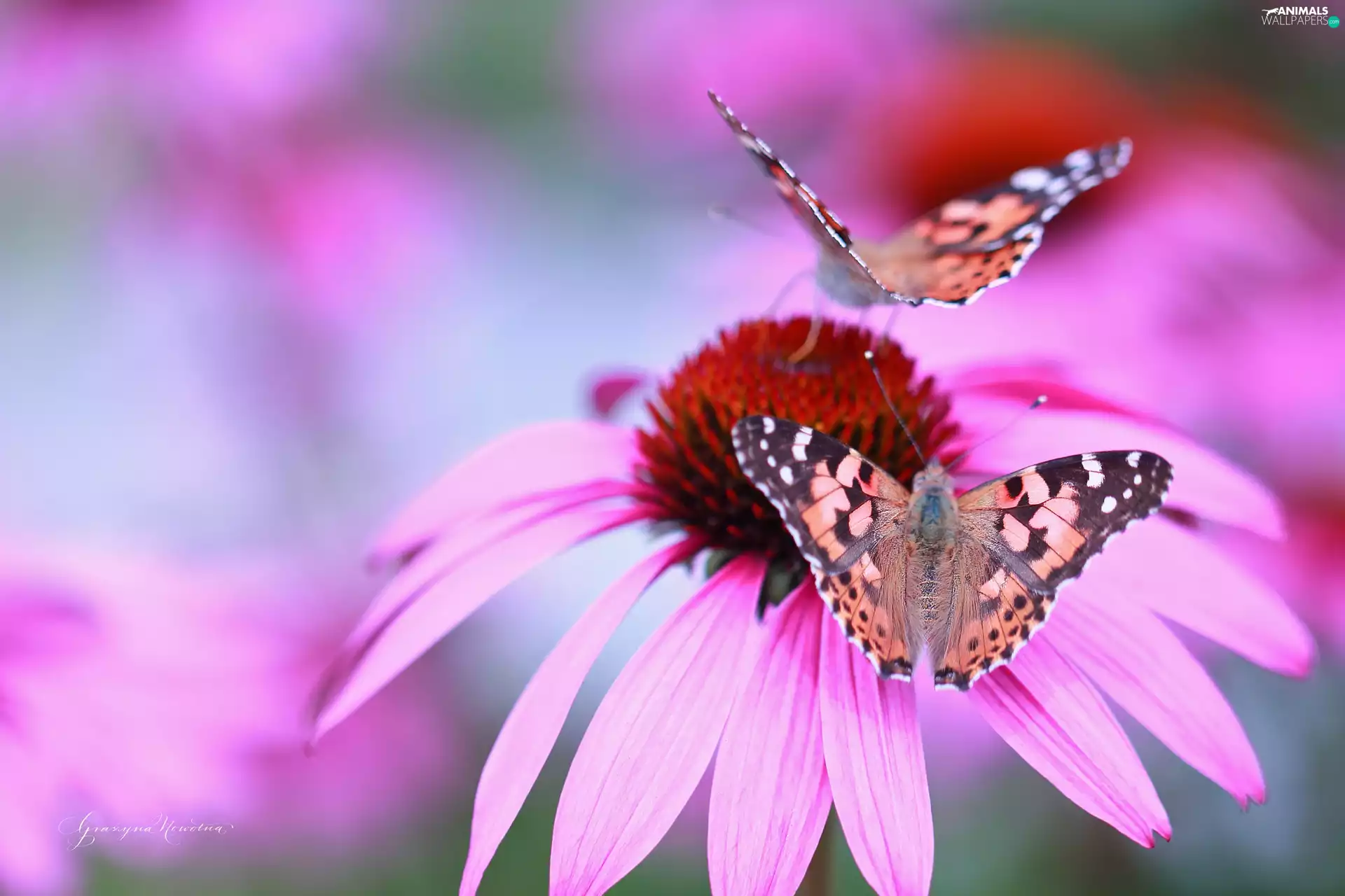 Pink, echinacea, Painted Lady, Flowers, butterflies