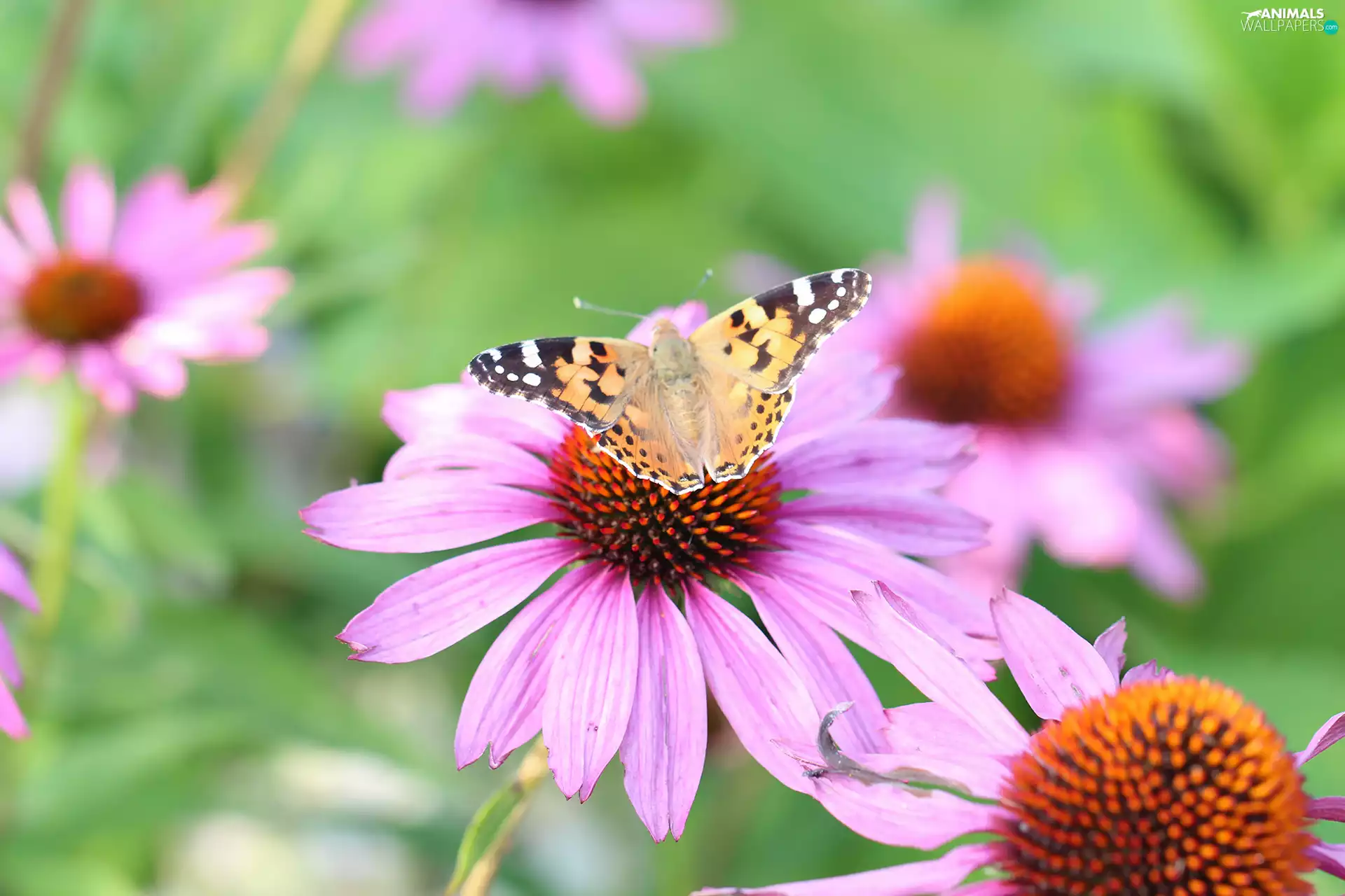 Painted Lady, Flowers, echinacea, butterfly