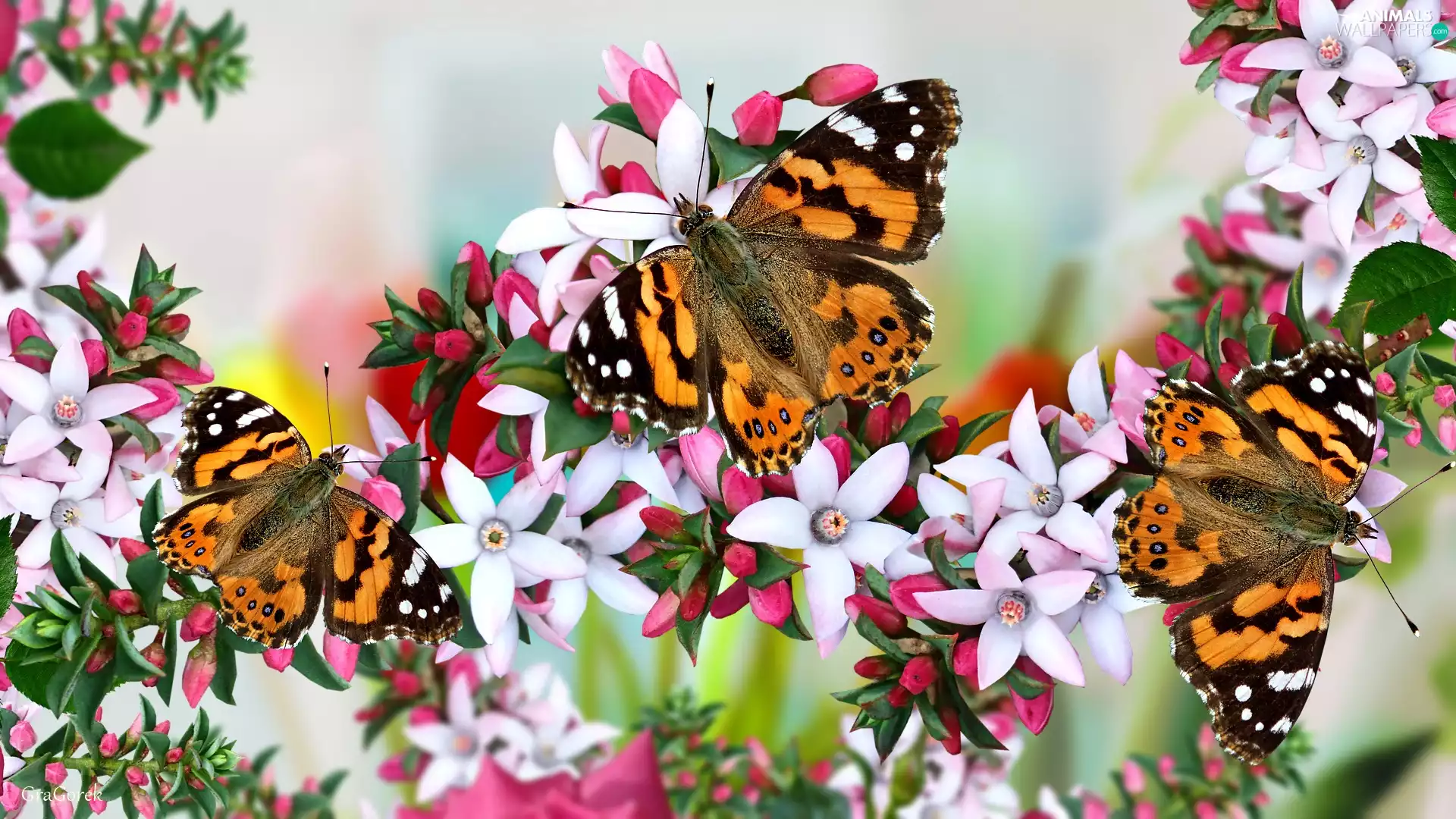 Buds, Pink, Painted Lady, graphics, butterflies, Flowers
