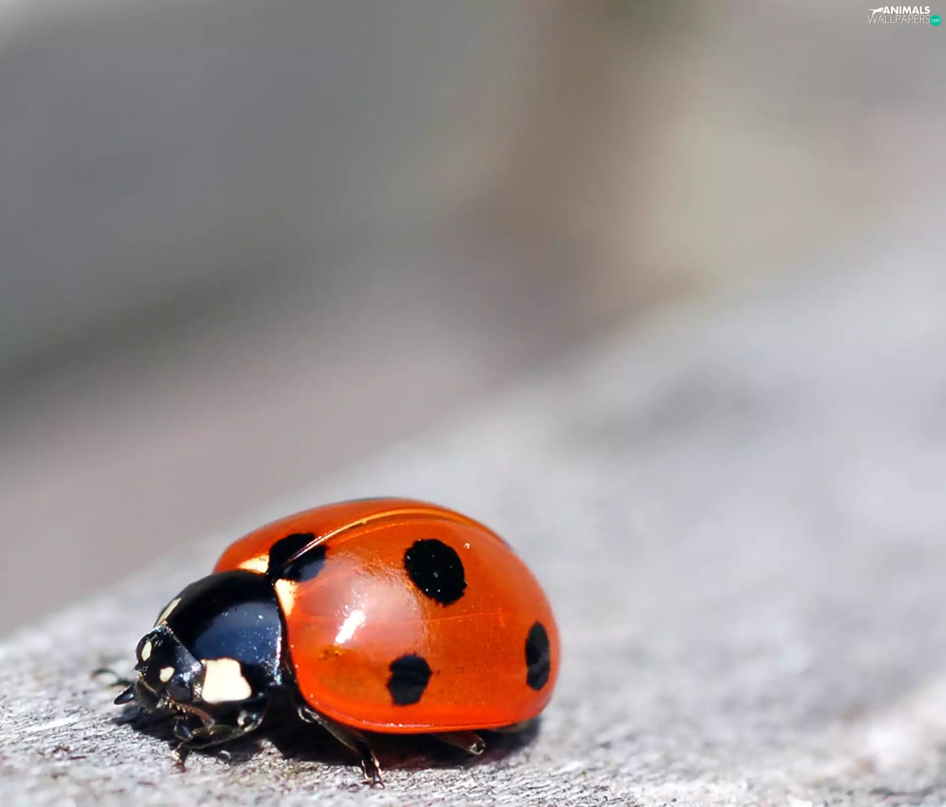 ladybird, seven-