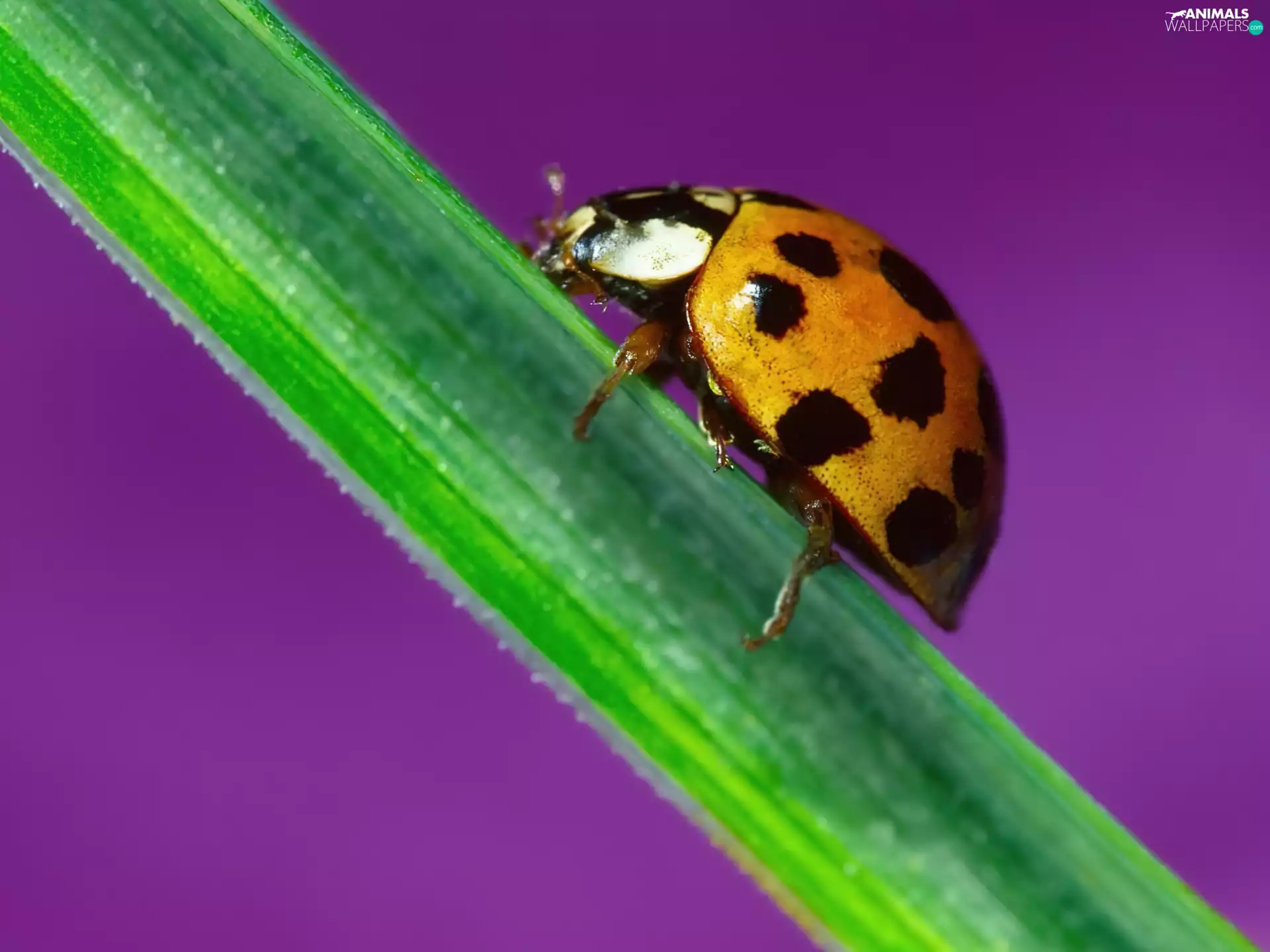 ladybird