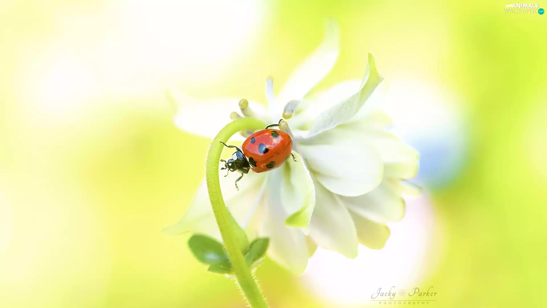 White, ladybird, Close, Colourfull Flowers