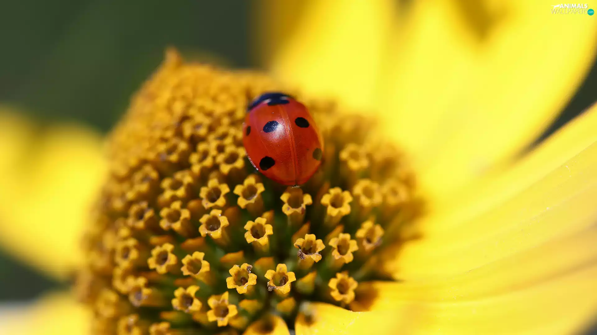 Colourfull Flowers, Close, ladybird, Insect, Sunflower Rough