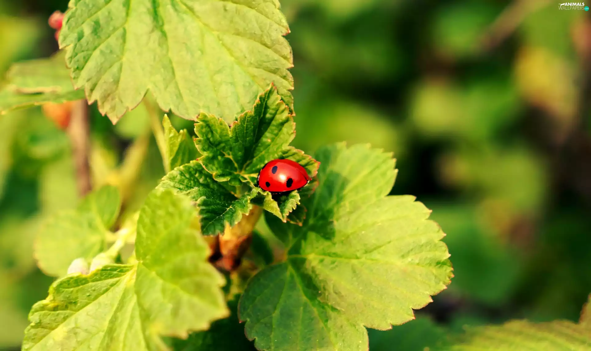 ladybird, twig, currants