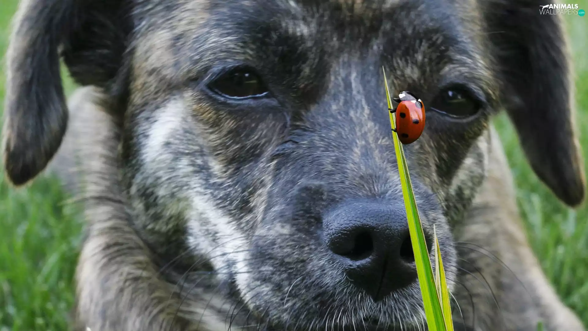 dog, grass, Meadow, ladybird
