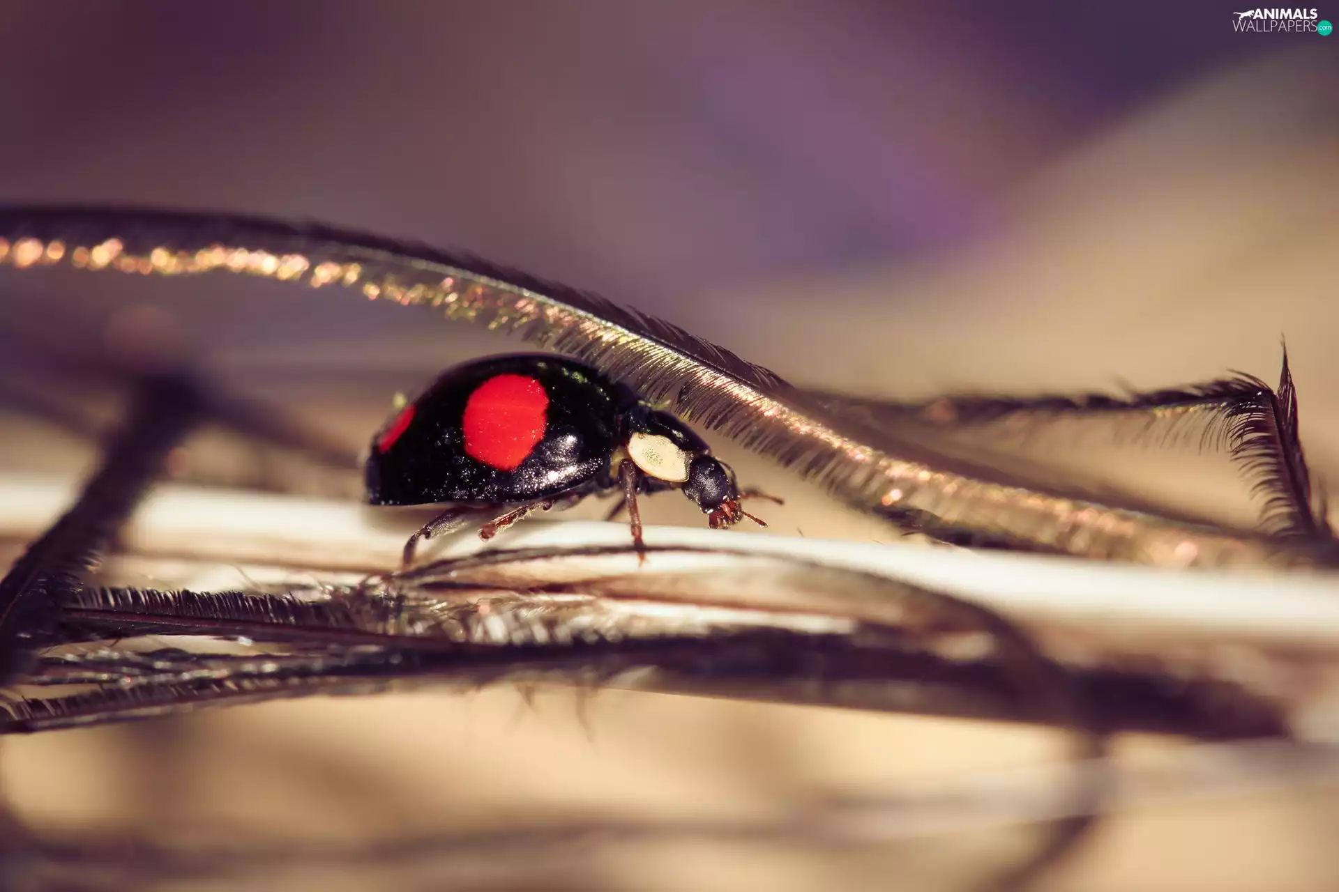 ladybird, feather