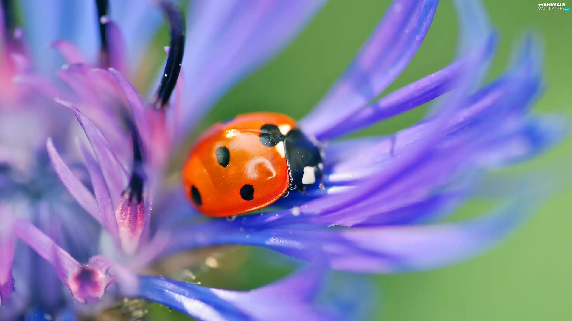 ladybird, Colourfull Flowers