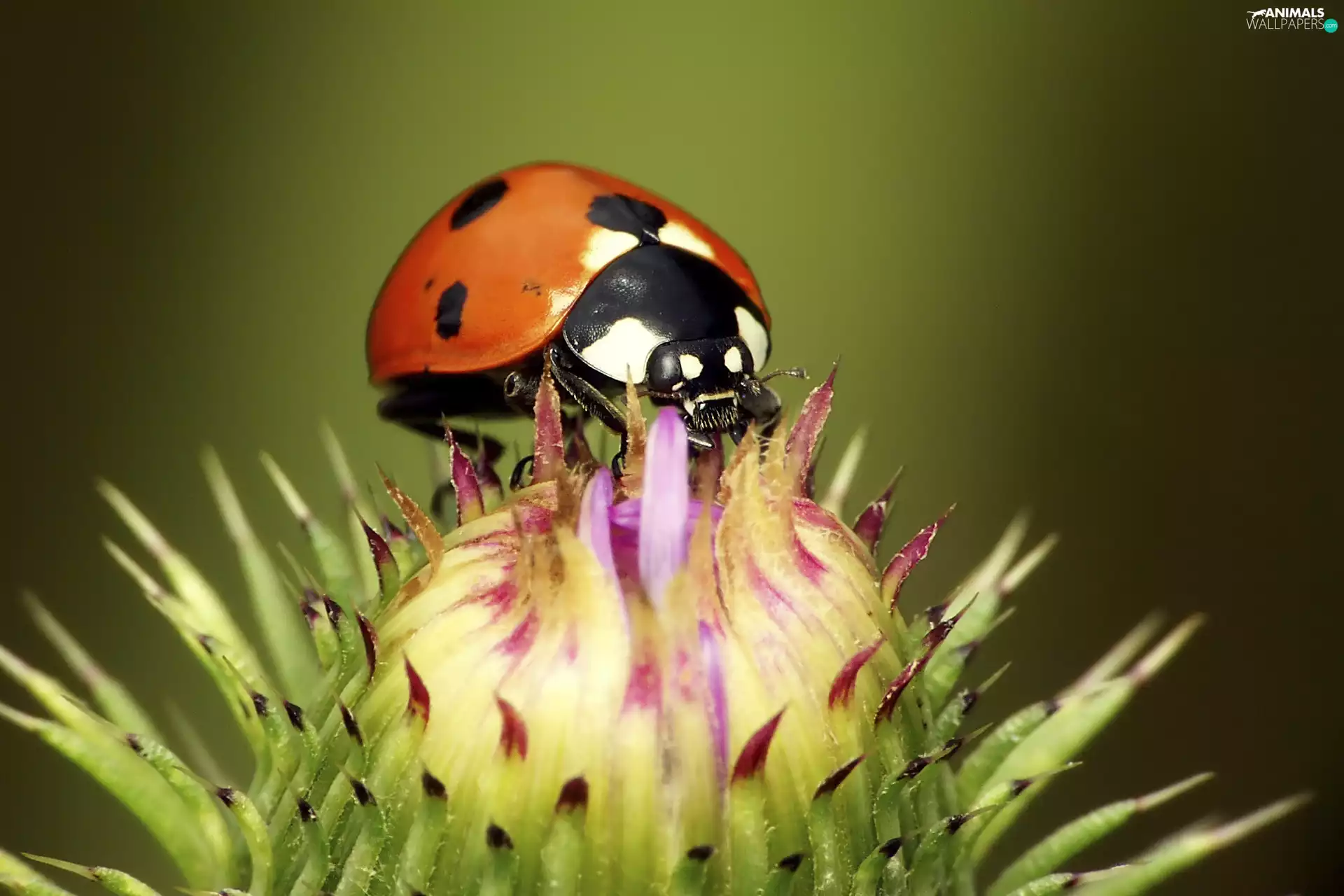 ladybird, Colourfull Flowers