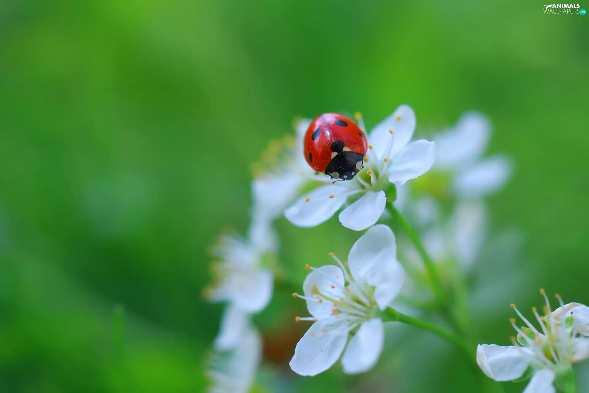 fruit, ladybird, Flowers, trees, White