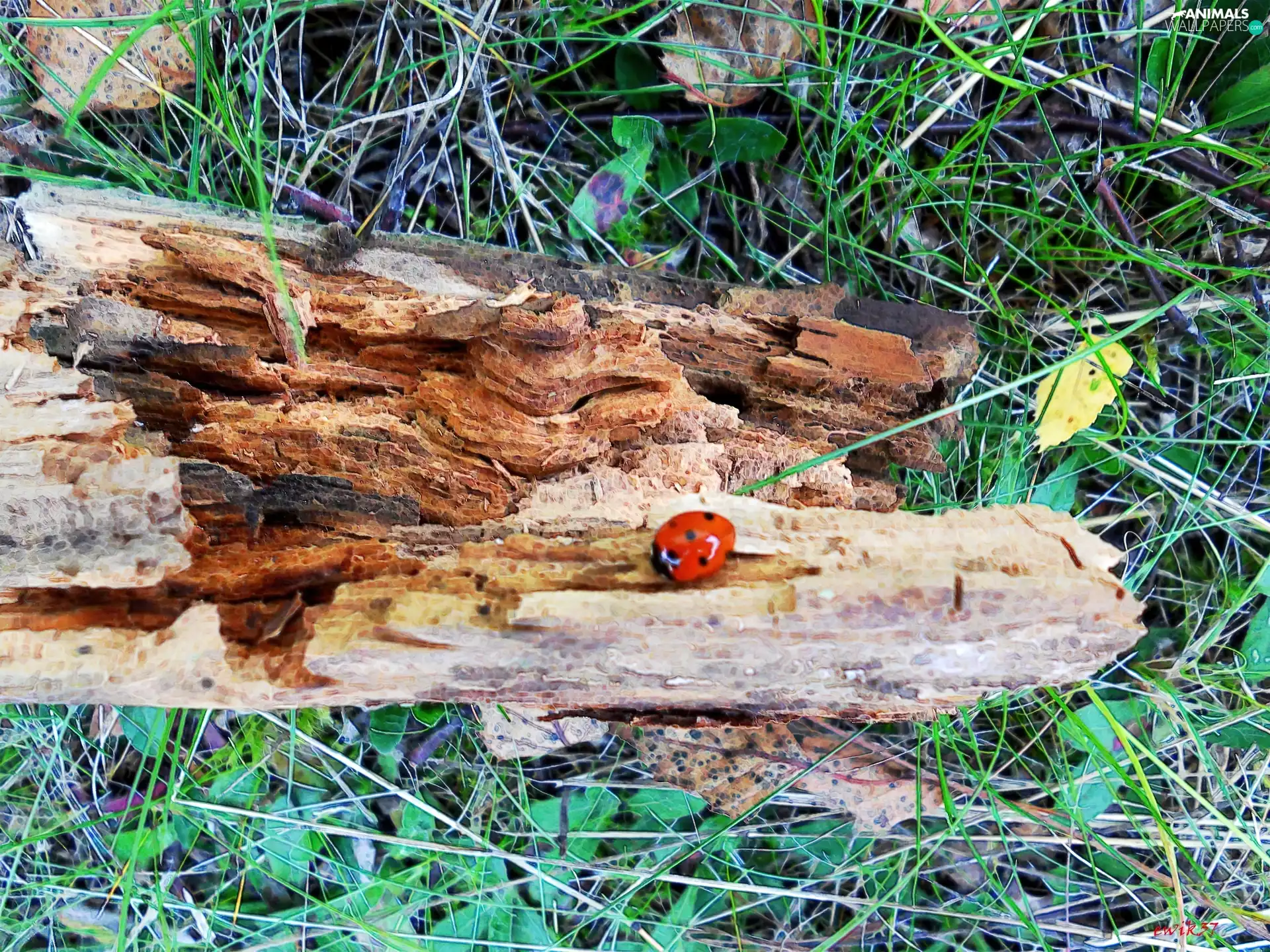 Graphic effects, cork, ladybird