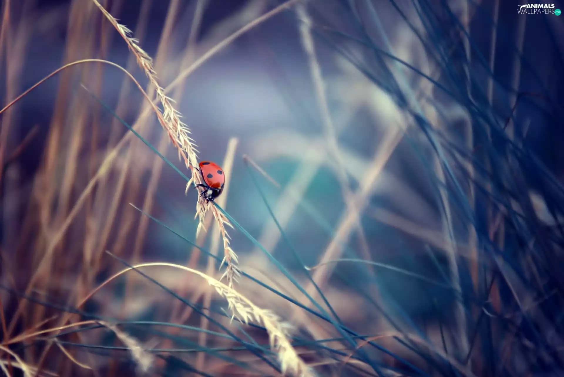 ladybird, dry, grass