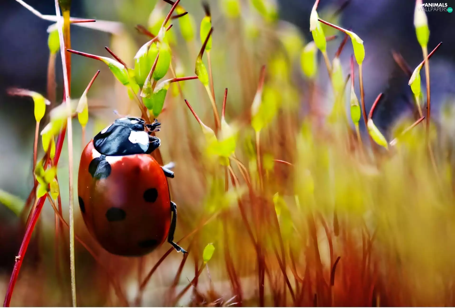 ladybird, grass