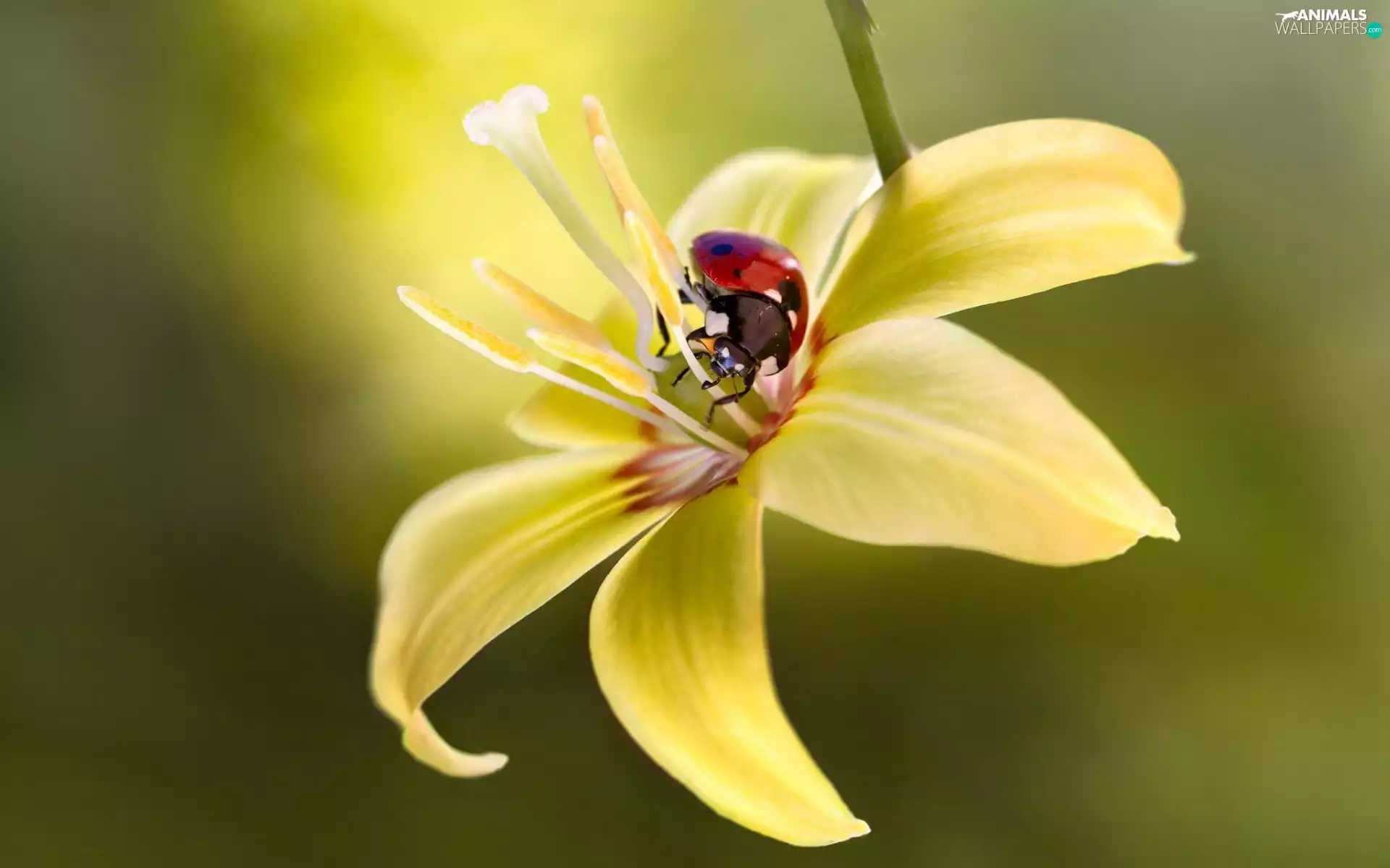 Colourfull Flowers, Lily, ladybird, Yellow Honda