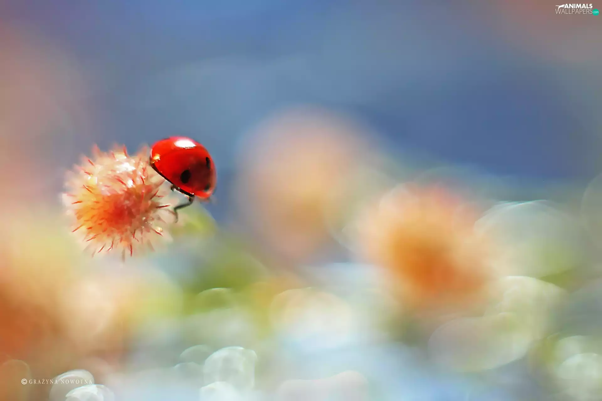 ladybird, Red, Insect