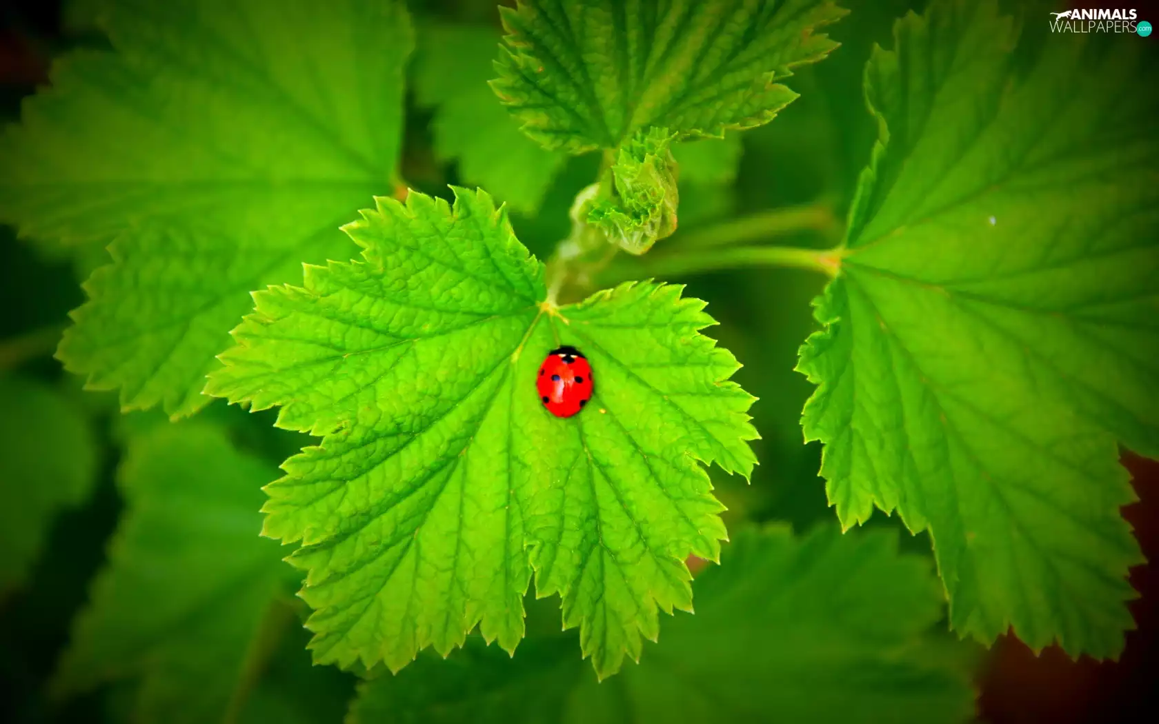 ladybird, Leaf