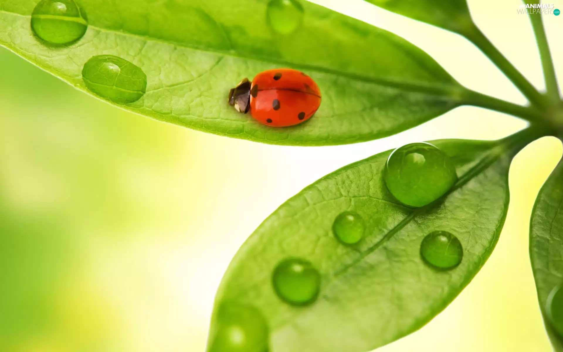 Rosy, ladybird, leaf, drops, Green