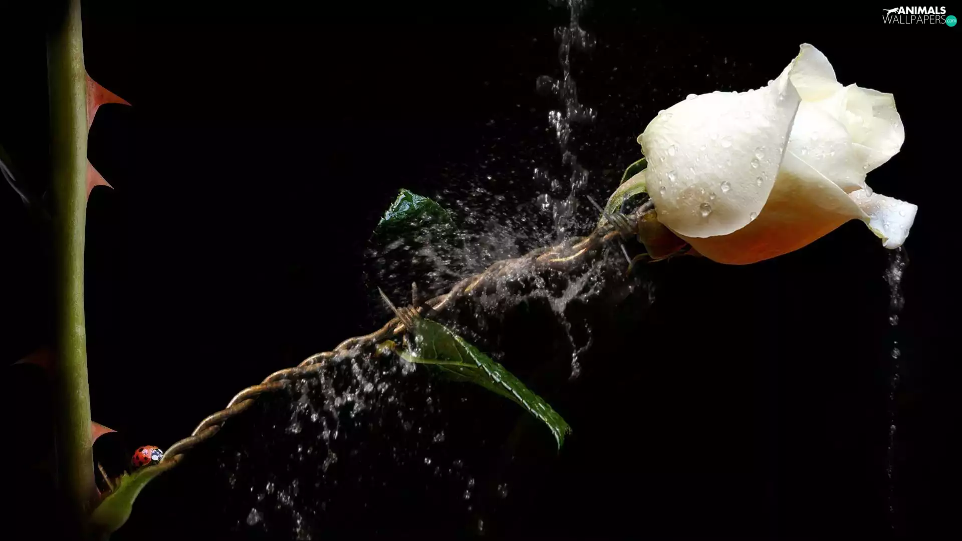 water, ladybird, rose, drops, White