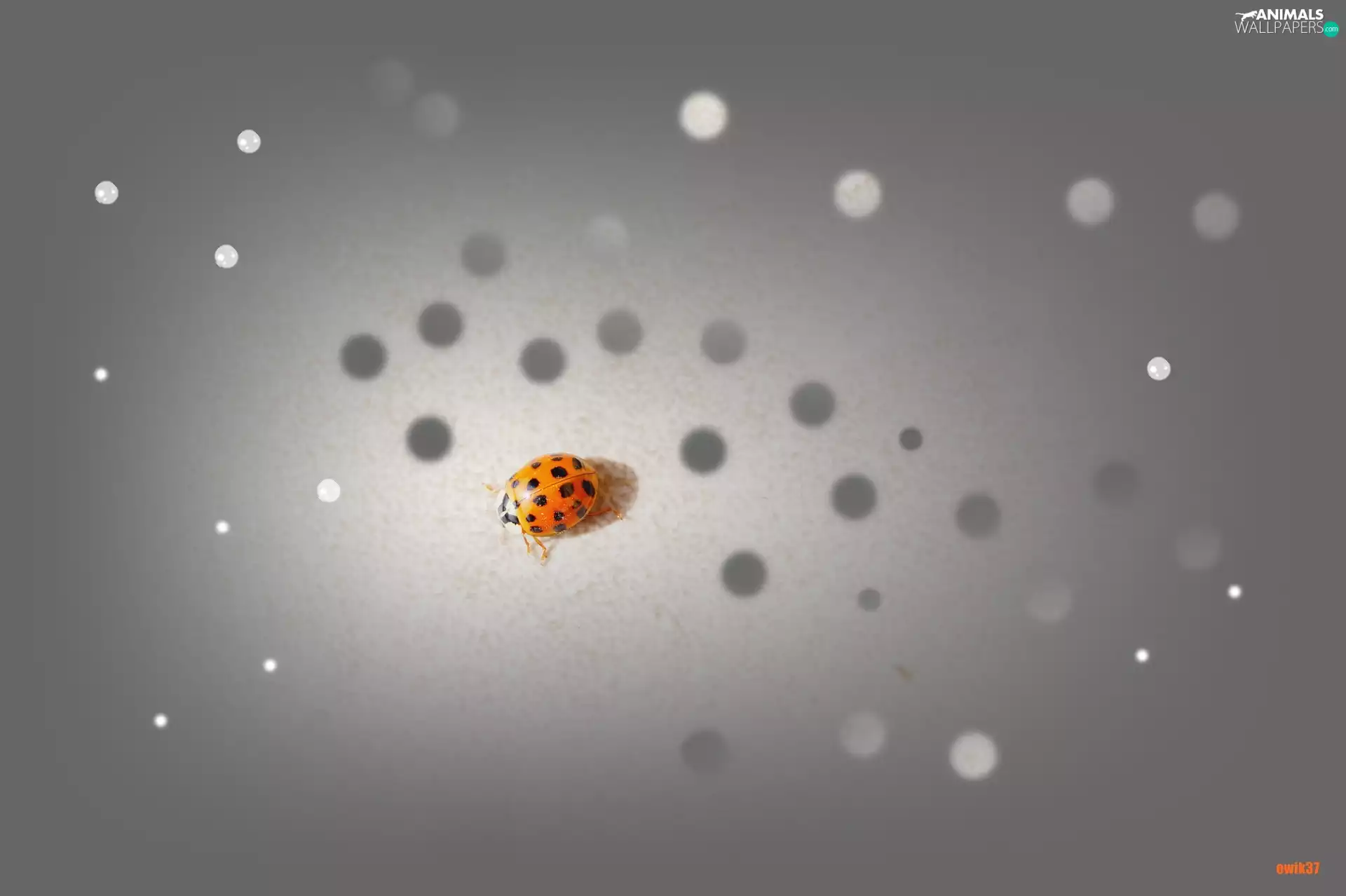 ladybird, Spots