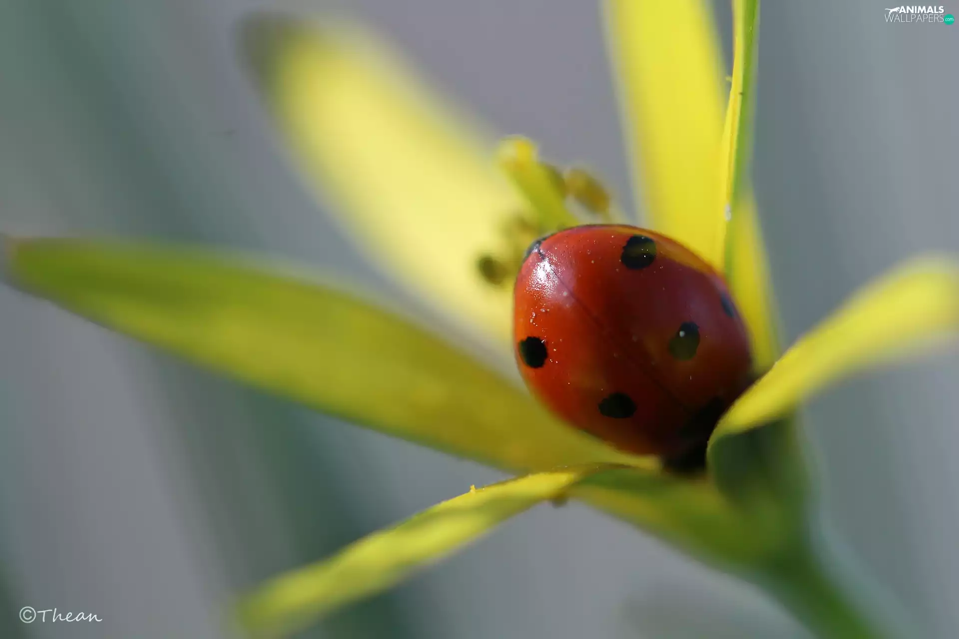 Spring, ladybird, Yellow gold plating