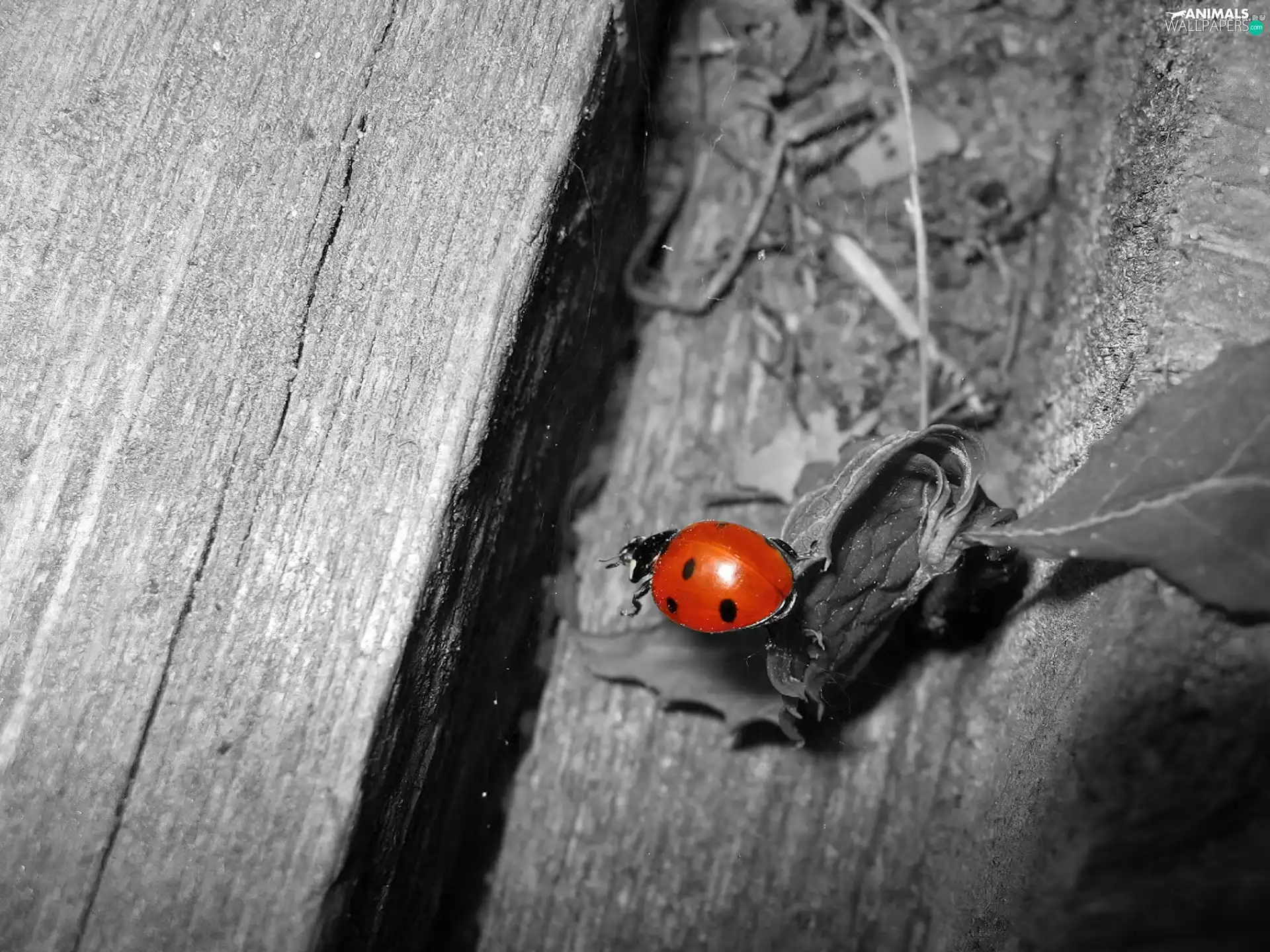 Ladybird