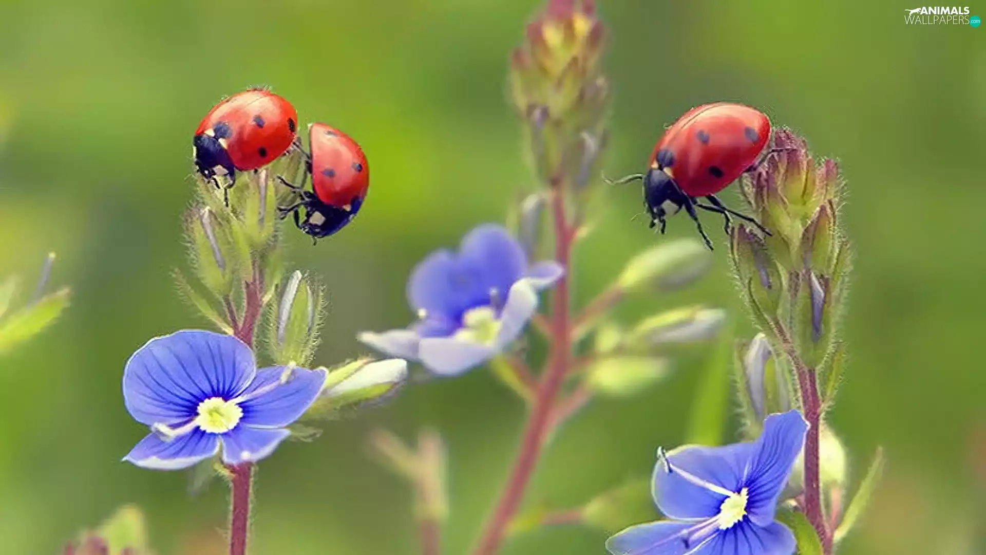 ladybugs, Blue, Flowers