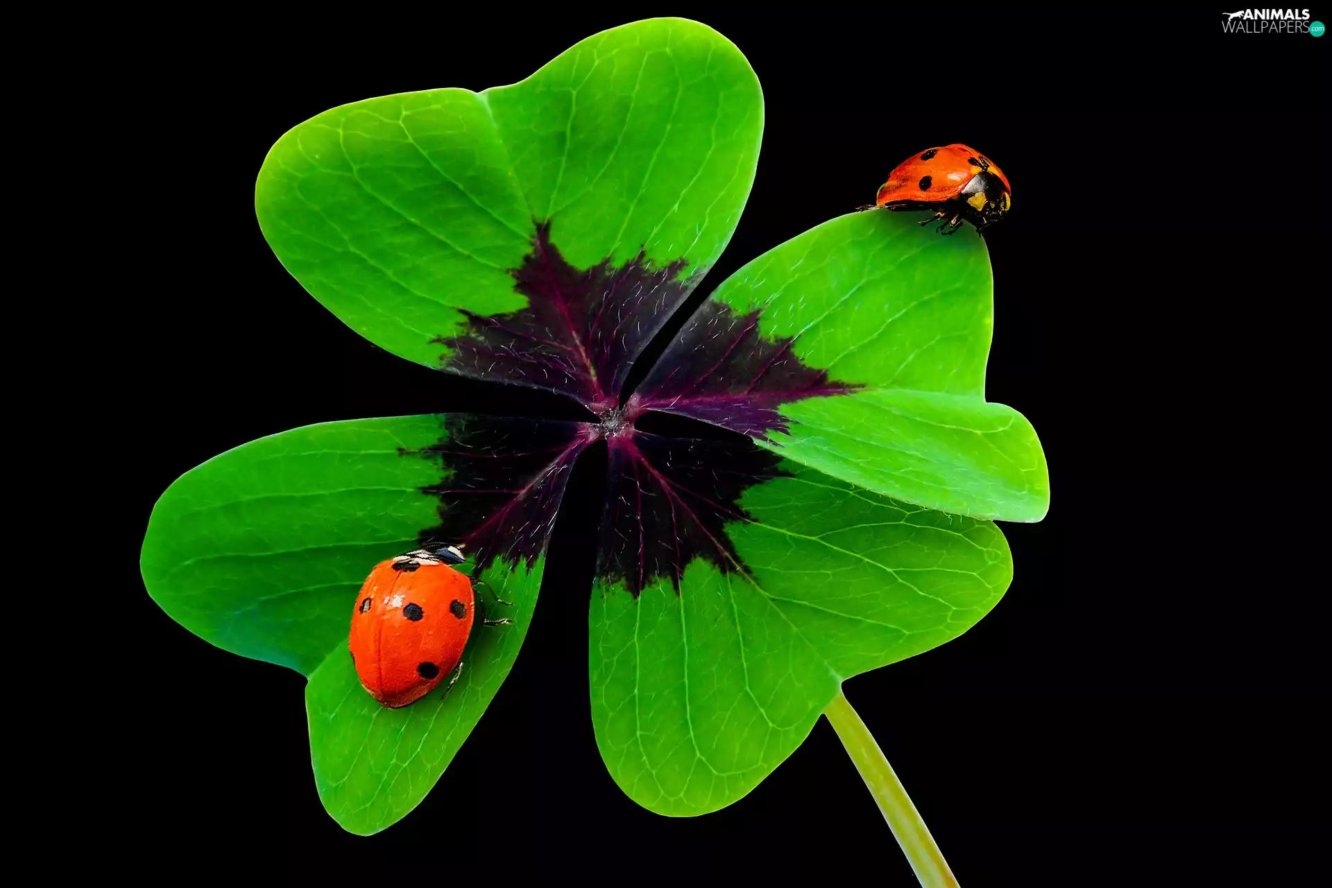 ladybugs, trefoil, Four-