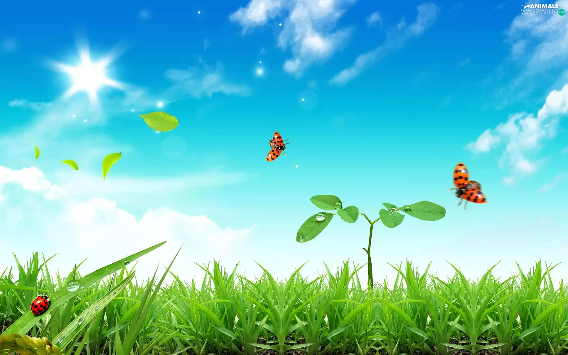 ladybugs, Spring, grass