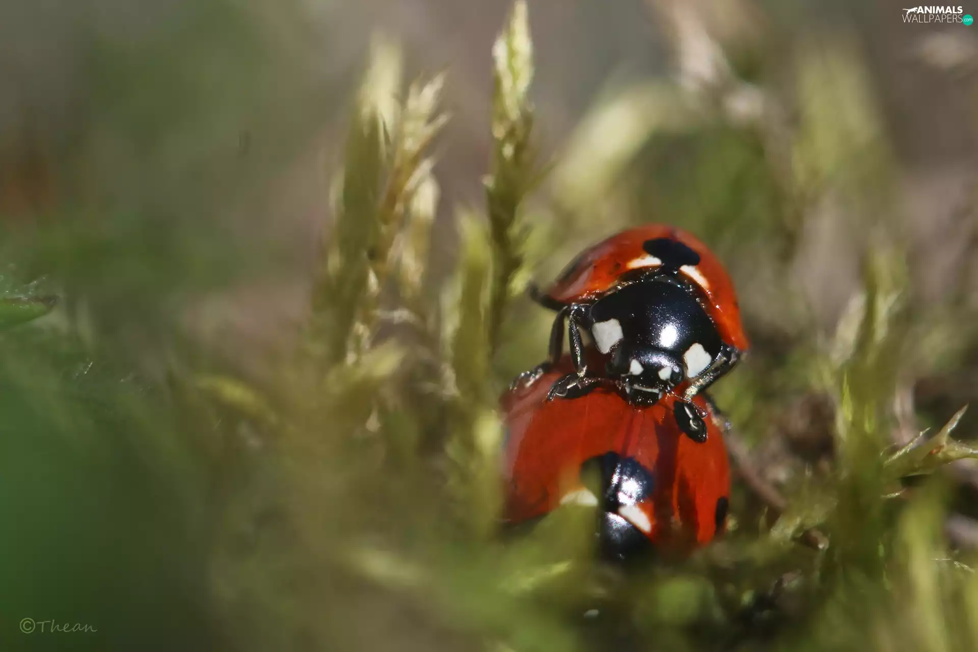 ladybugs, Spring