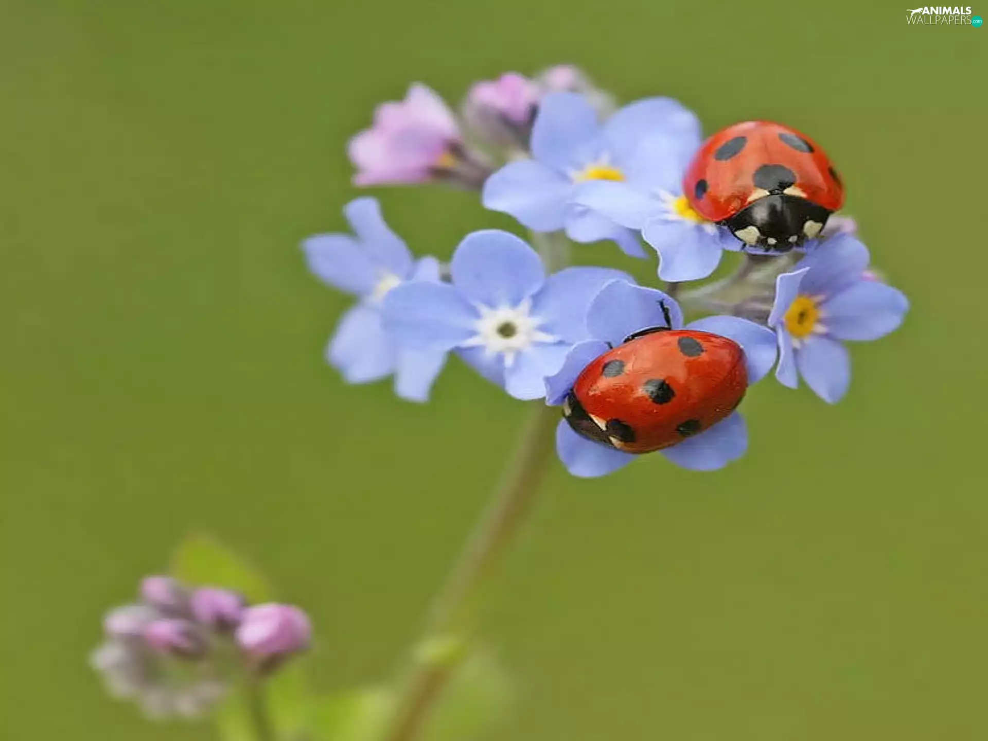 ladybugs, Forget, Two