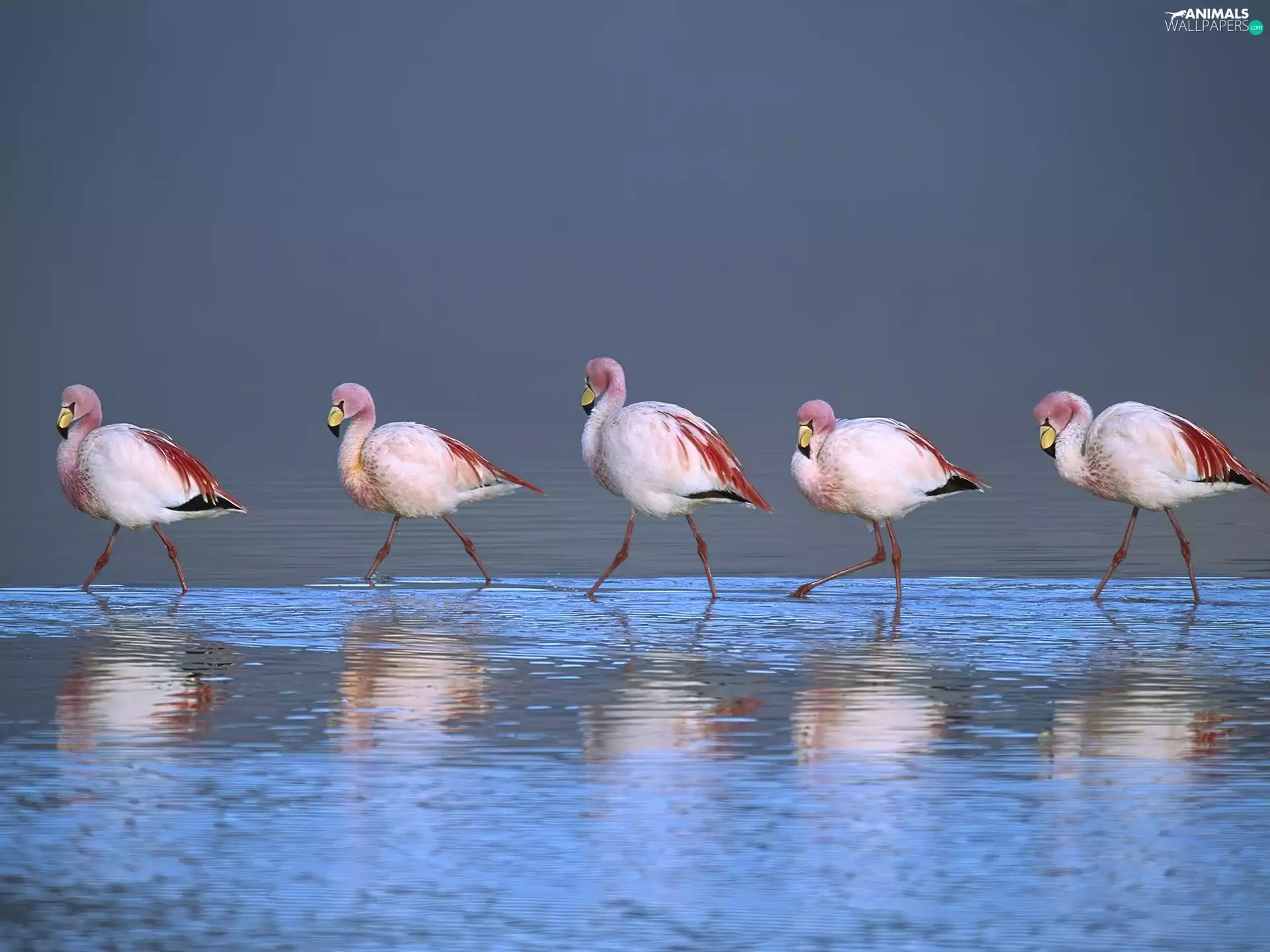 Flamingos, Laguna, Bolivia, The wading