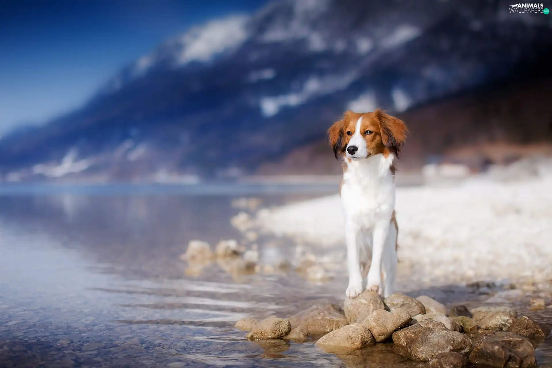 lake, Stones, Alpine Dutch, Mountains, dog