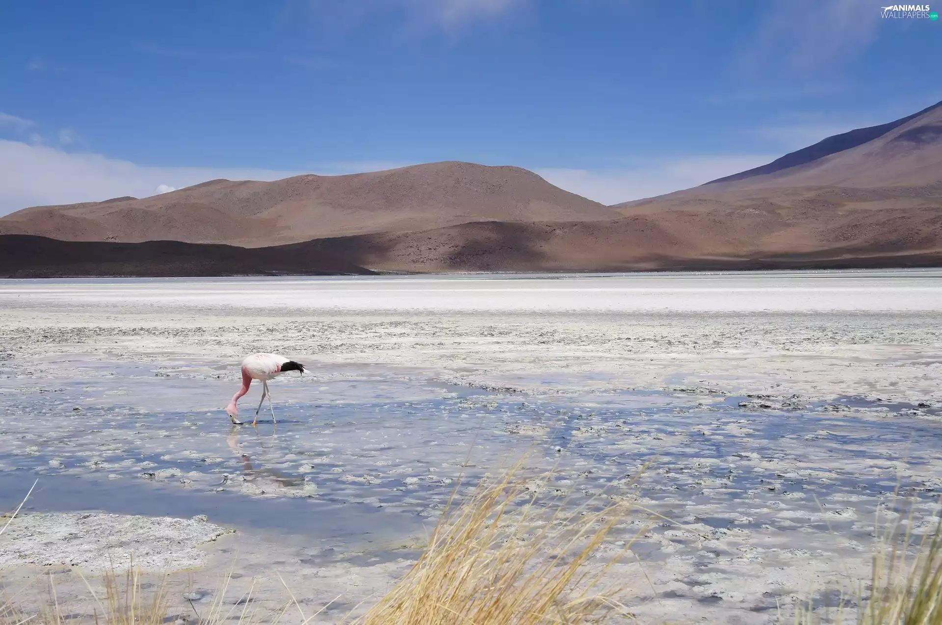 lake, flamingo, Bird
