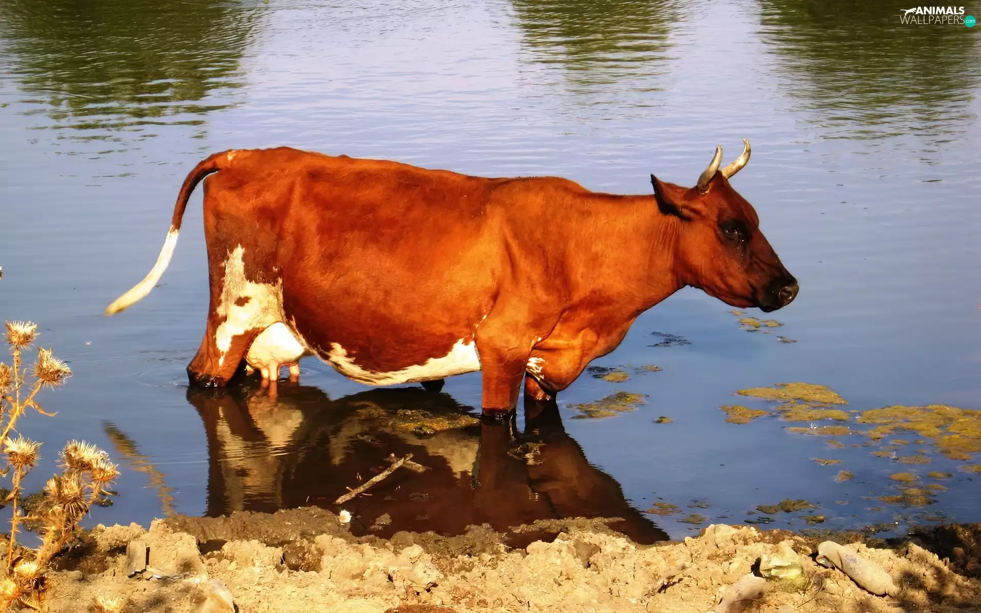 Cow, coast, reflection, lake