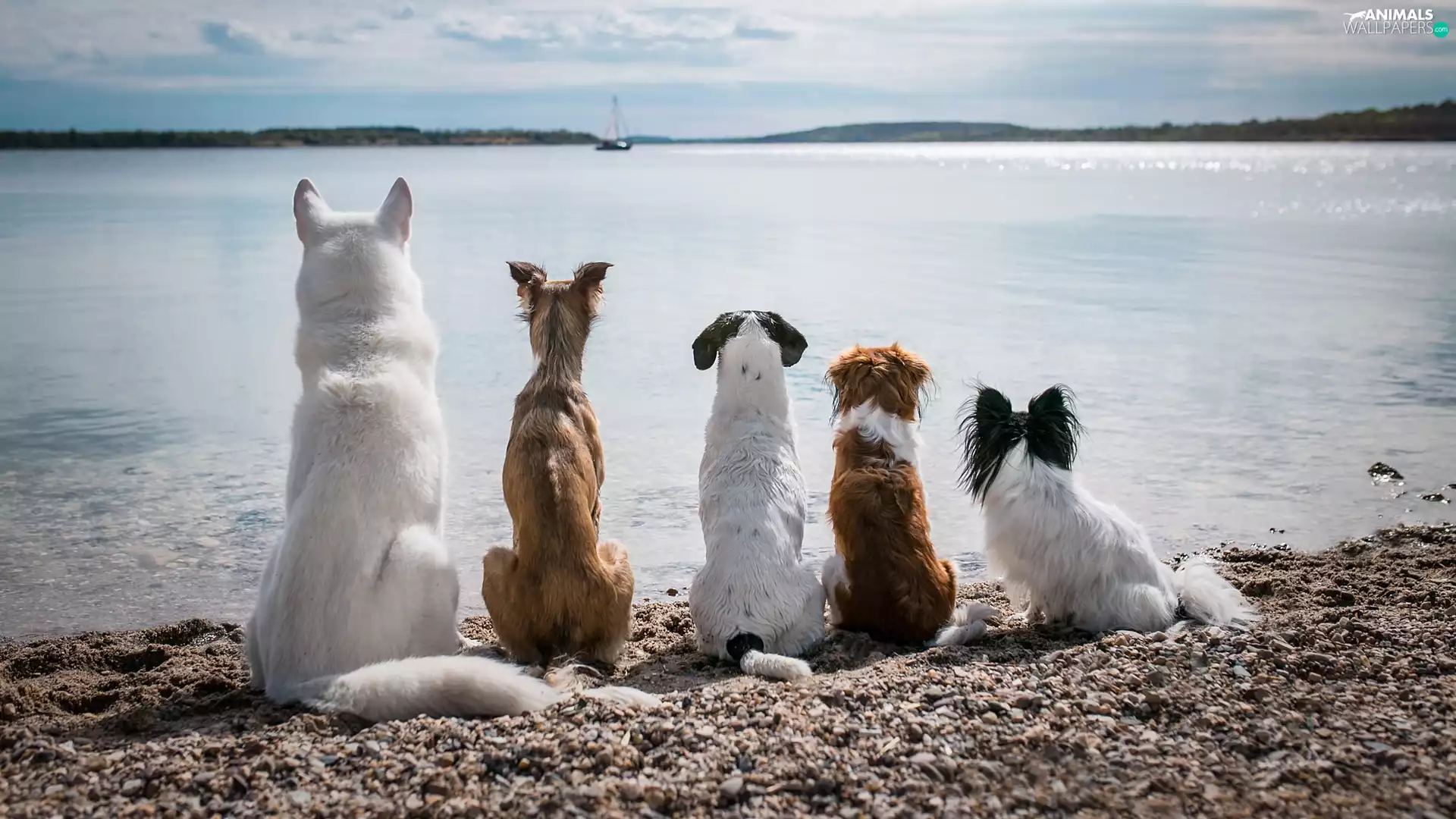 Dogs, five, dogs, lake