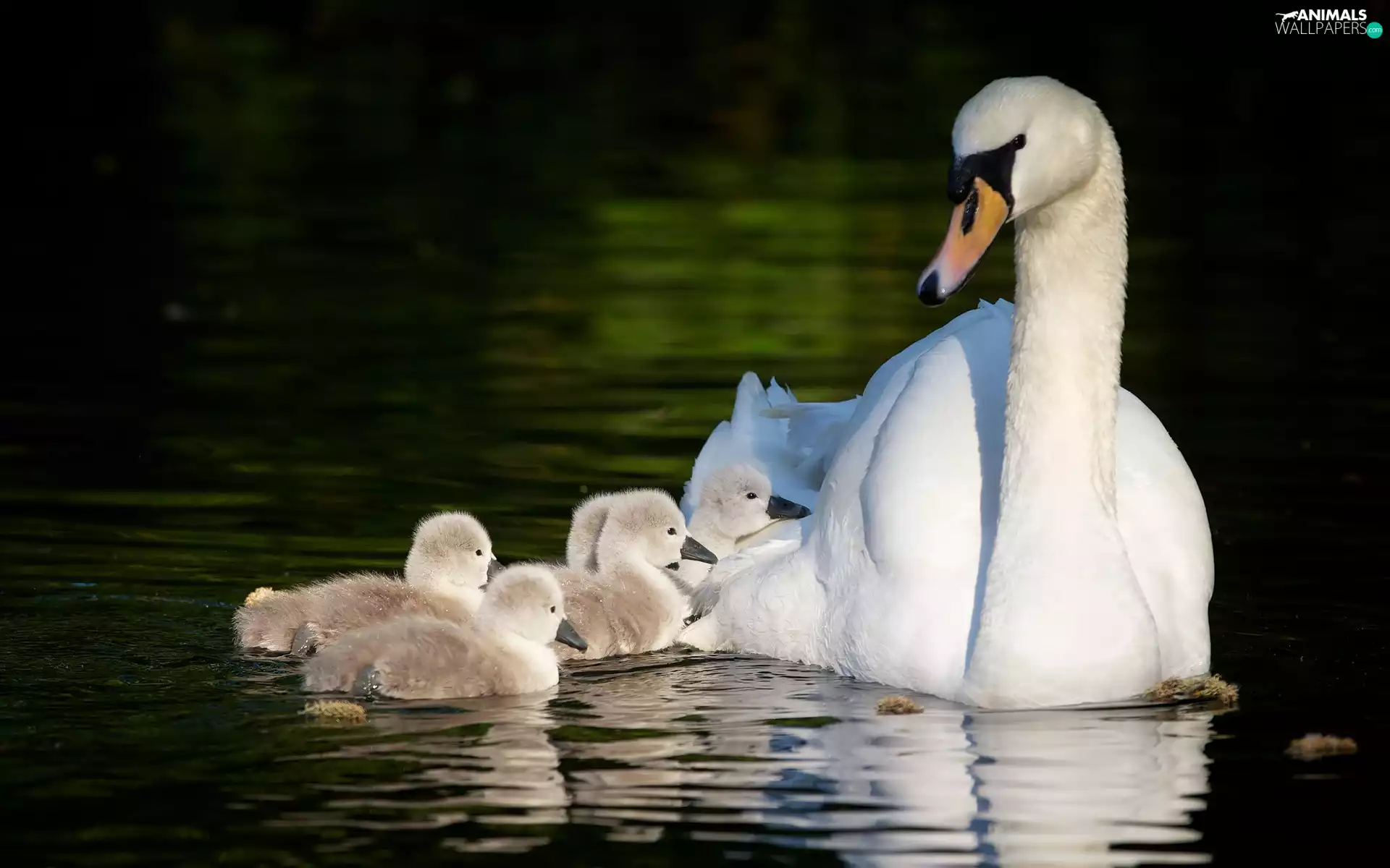 lake, Swan, Family