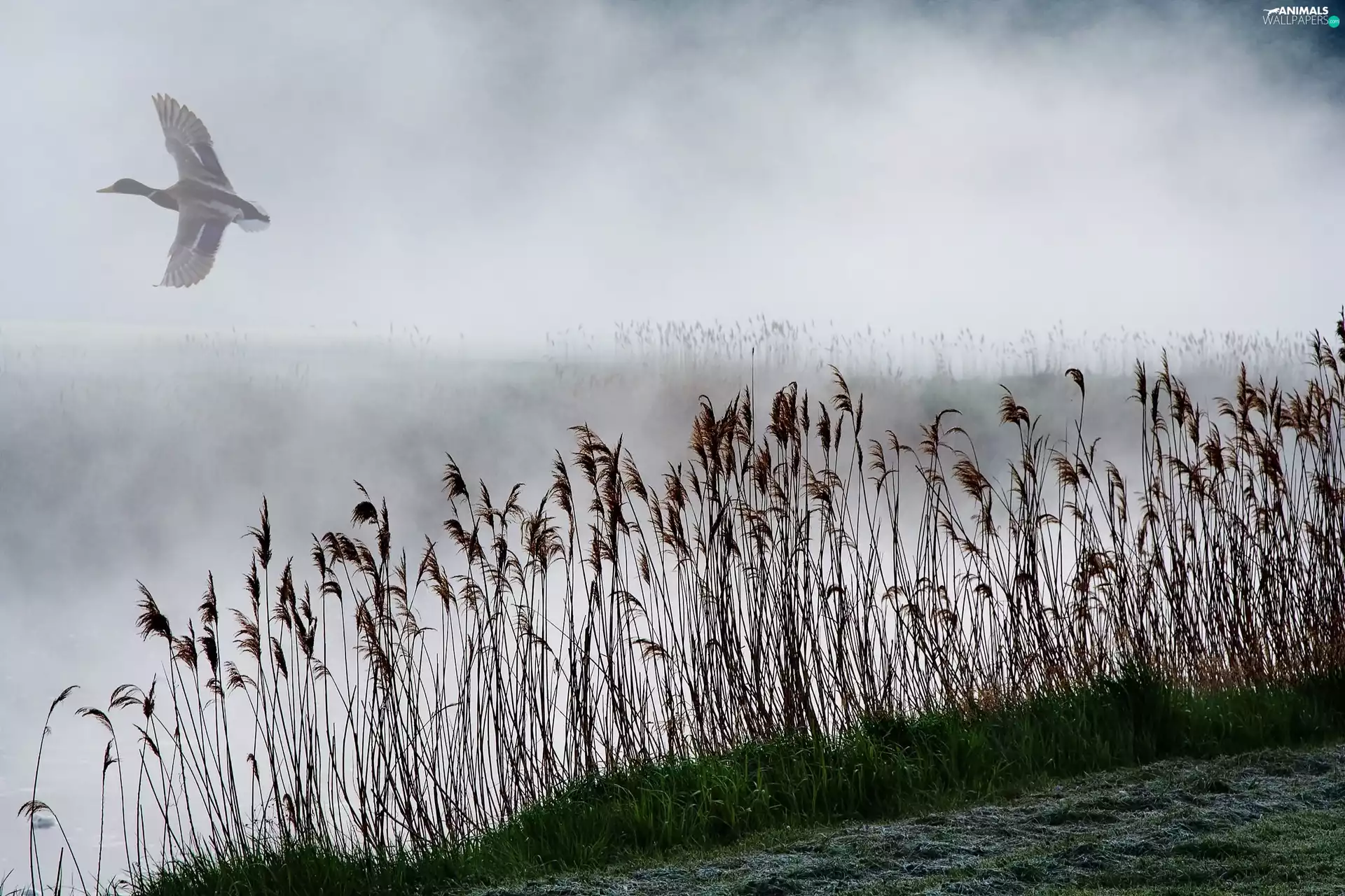 Fog, grass, duck, lake