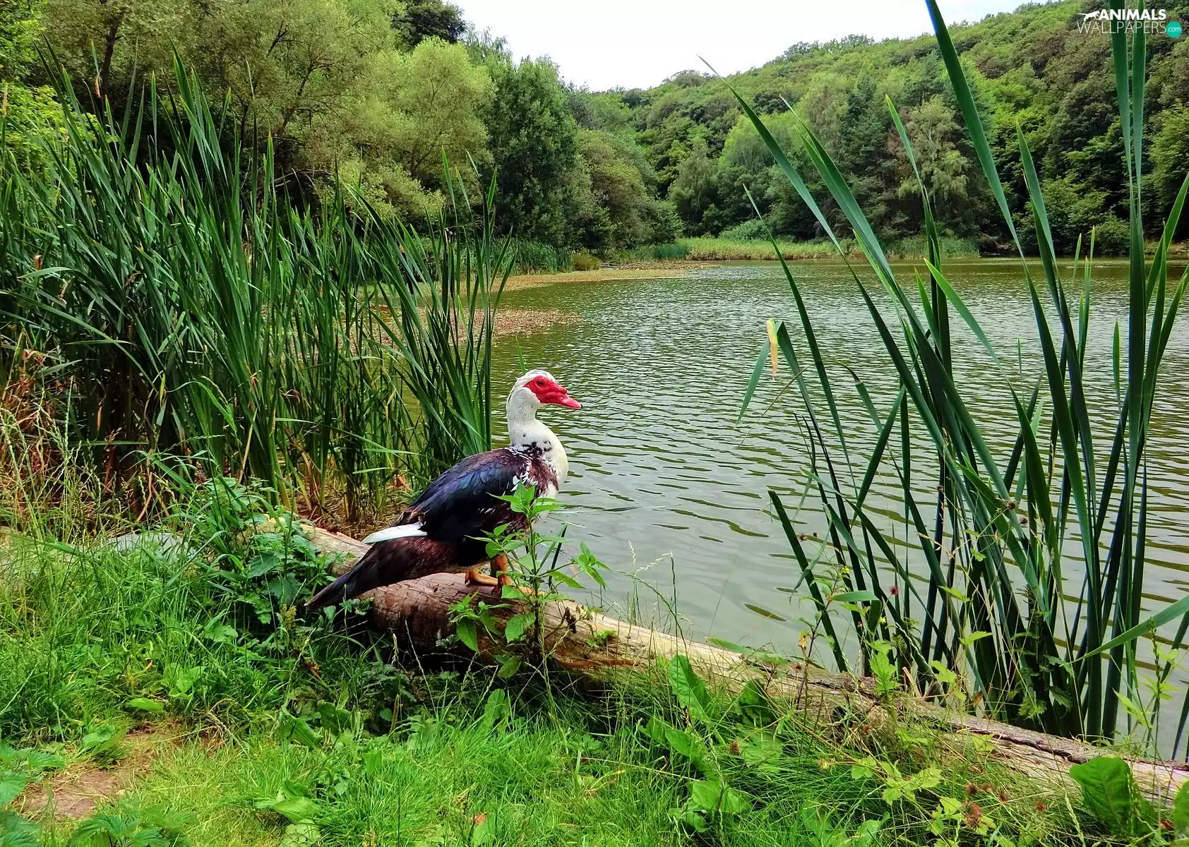 forest, Wild, duck, lake